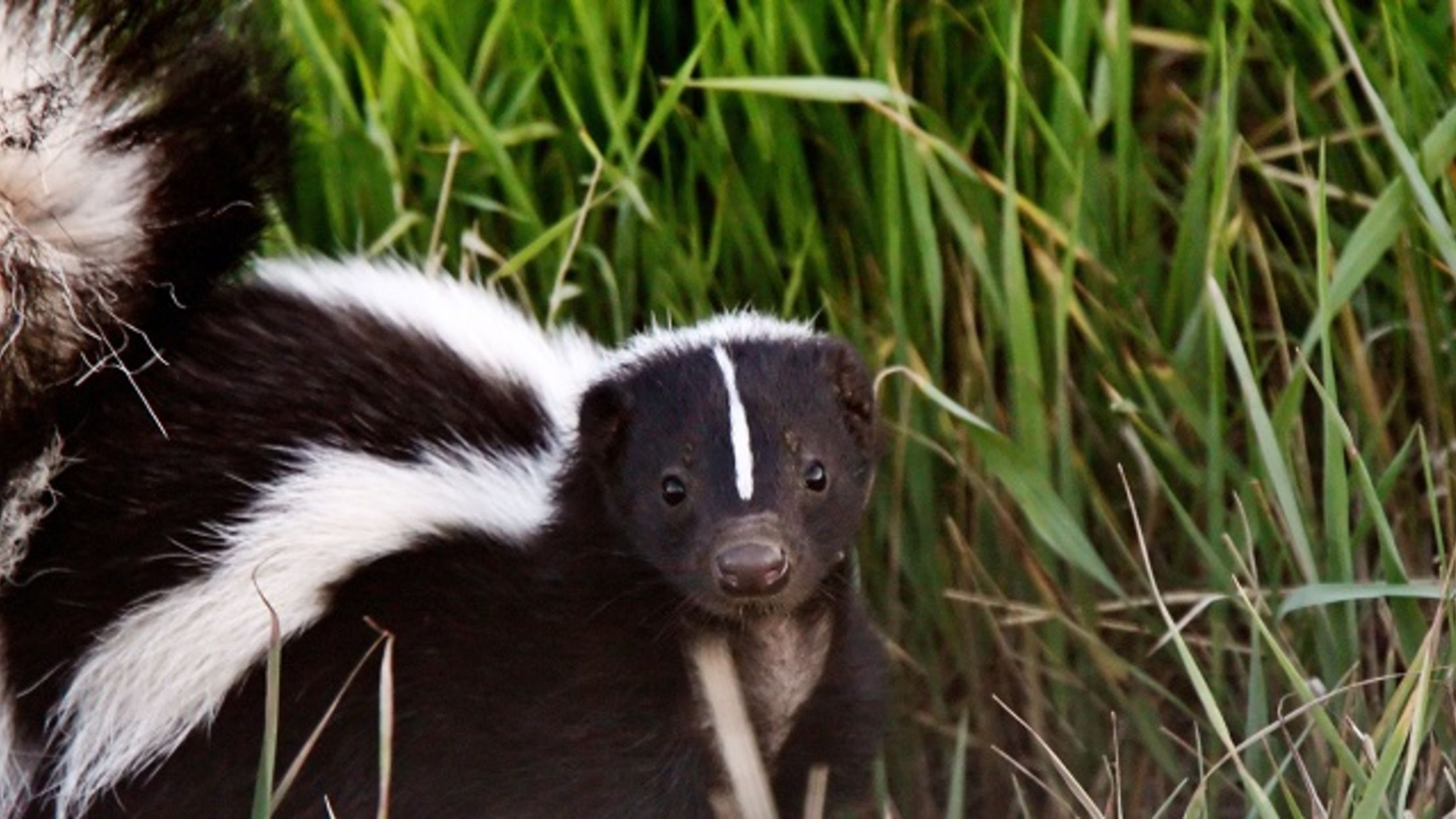 The Humane Way to Keep Skunks out of Your Yard | Mental Floss