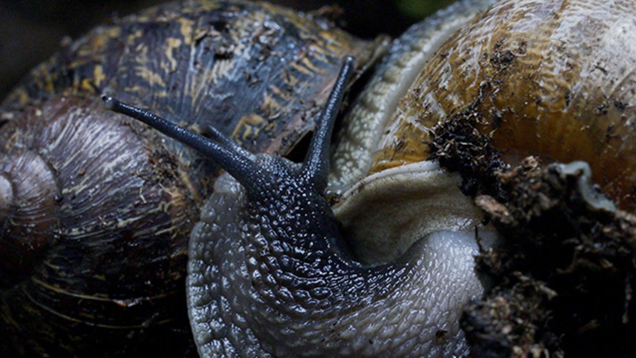 Watch How Snails Make Baby Snails Mental Floss