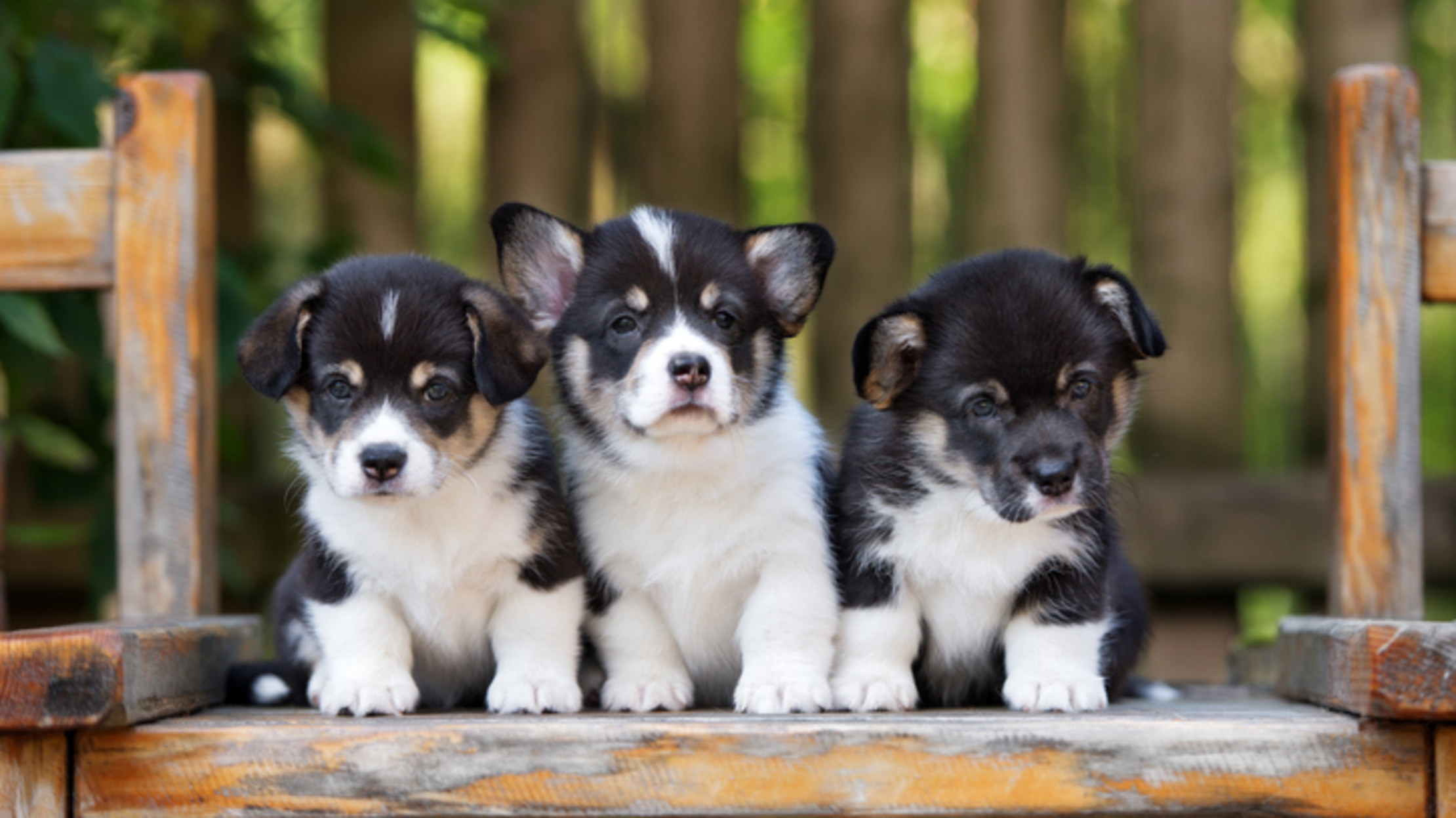 10 facts about puppies