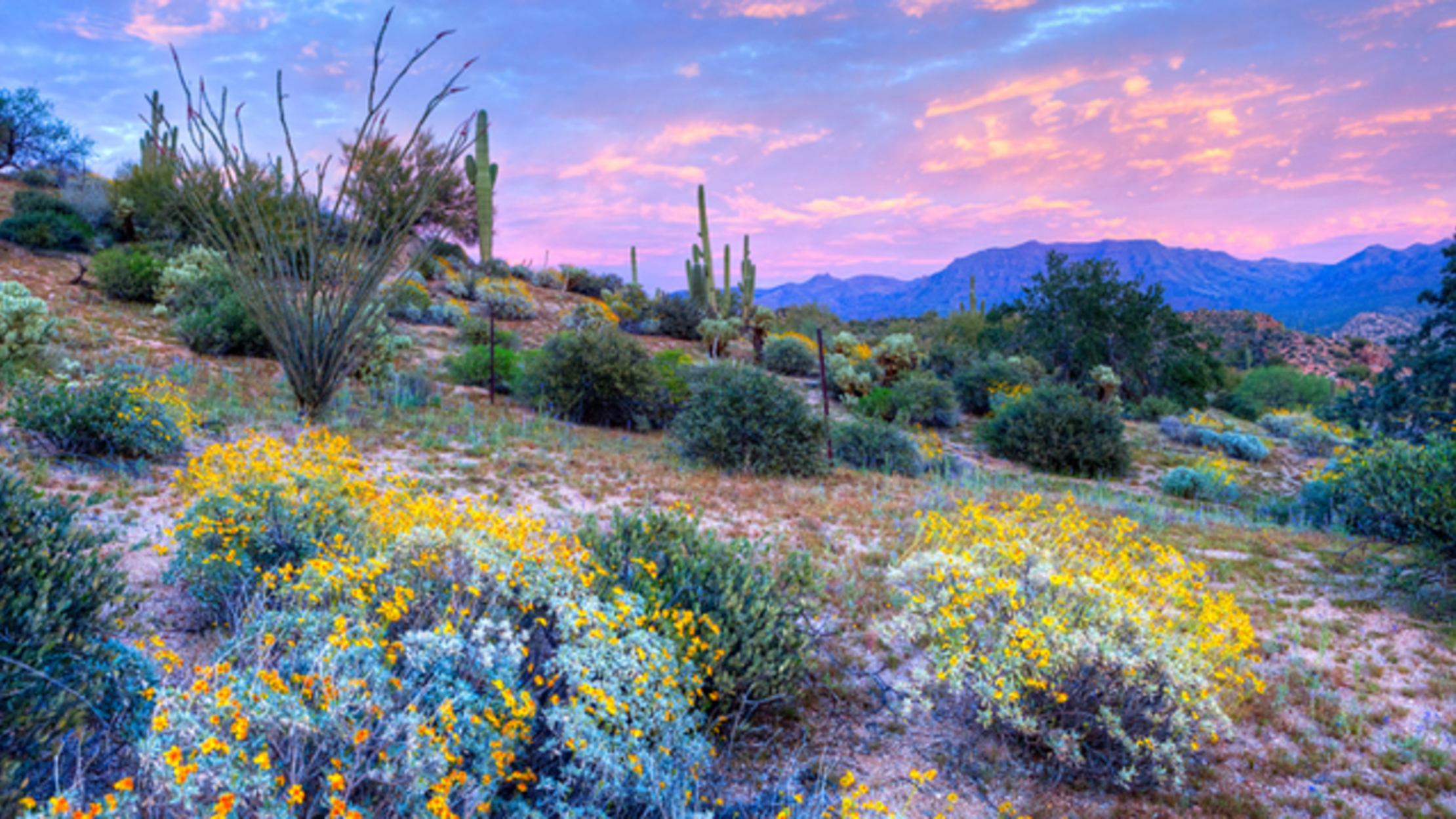 Rare 'Super Bloom' Brightens Up Deserts in California Mental Floss