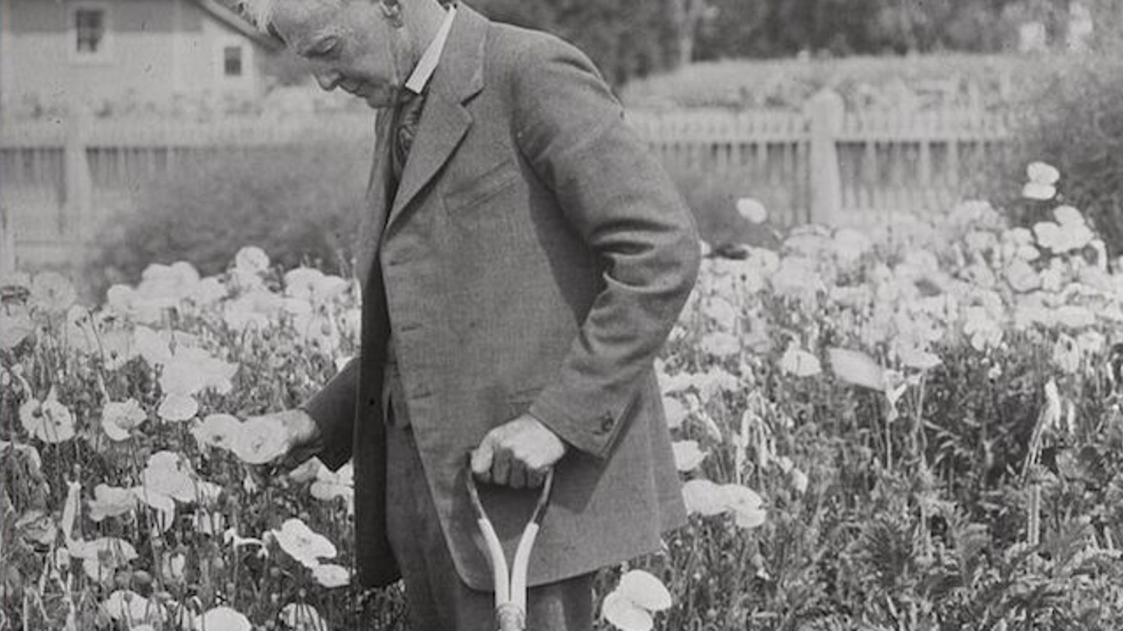 10 Crazy Creations of “Plant Wizard” Luther Burbank Mental Floss