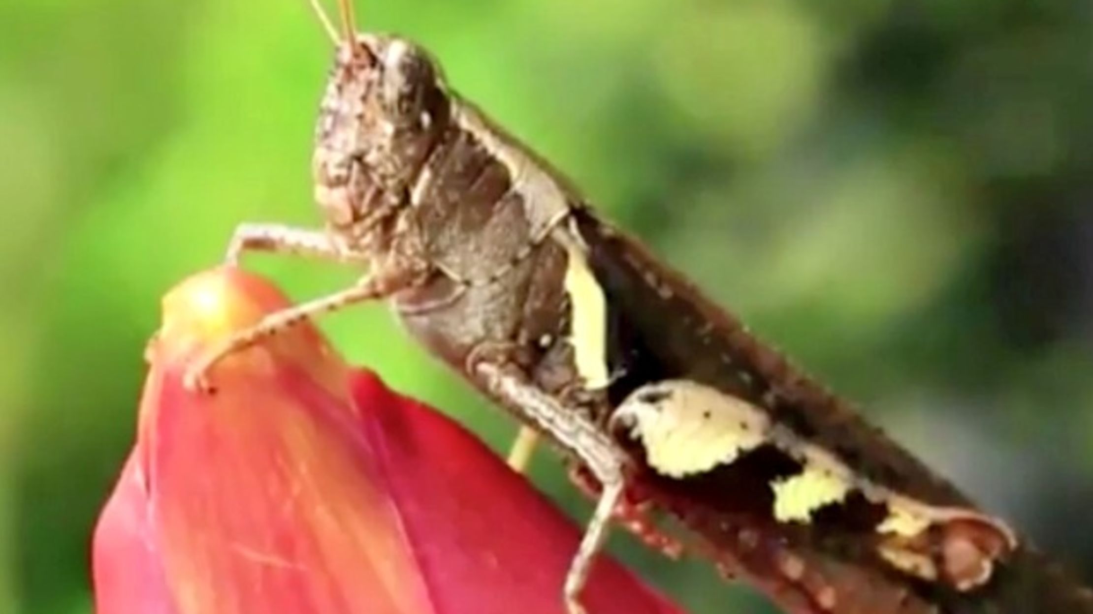 The Chirping of Crickets Can Tell You the Temperature Mental Floss