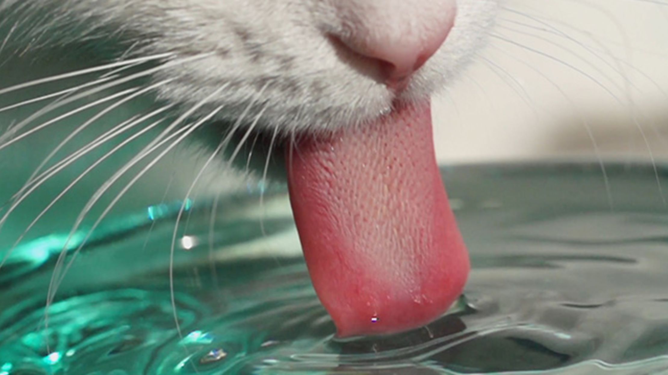 pic Picture Of A Cat's Tongue tongue feel like sandpaper