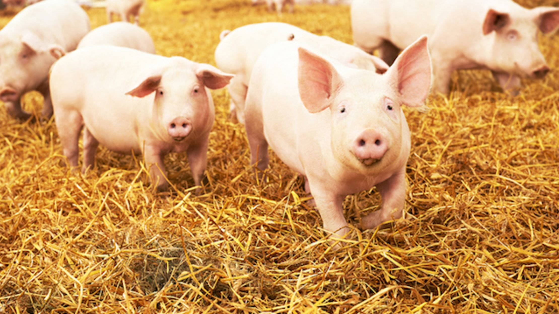 15 Fabulous and Famous Pigs Mental Floss