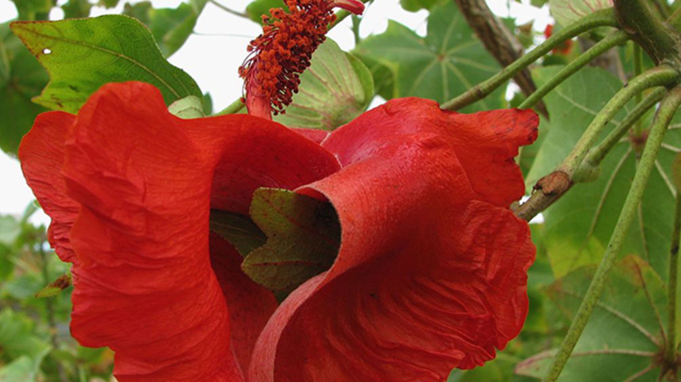 9 Rare Flowers That Only Grow in One Place Mental Floss