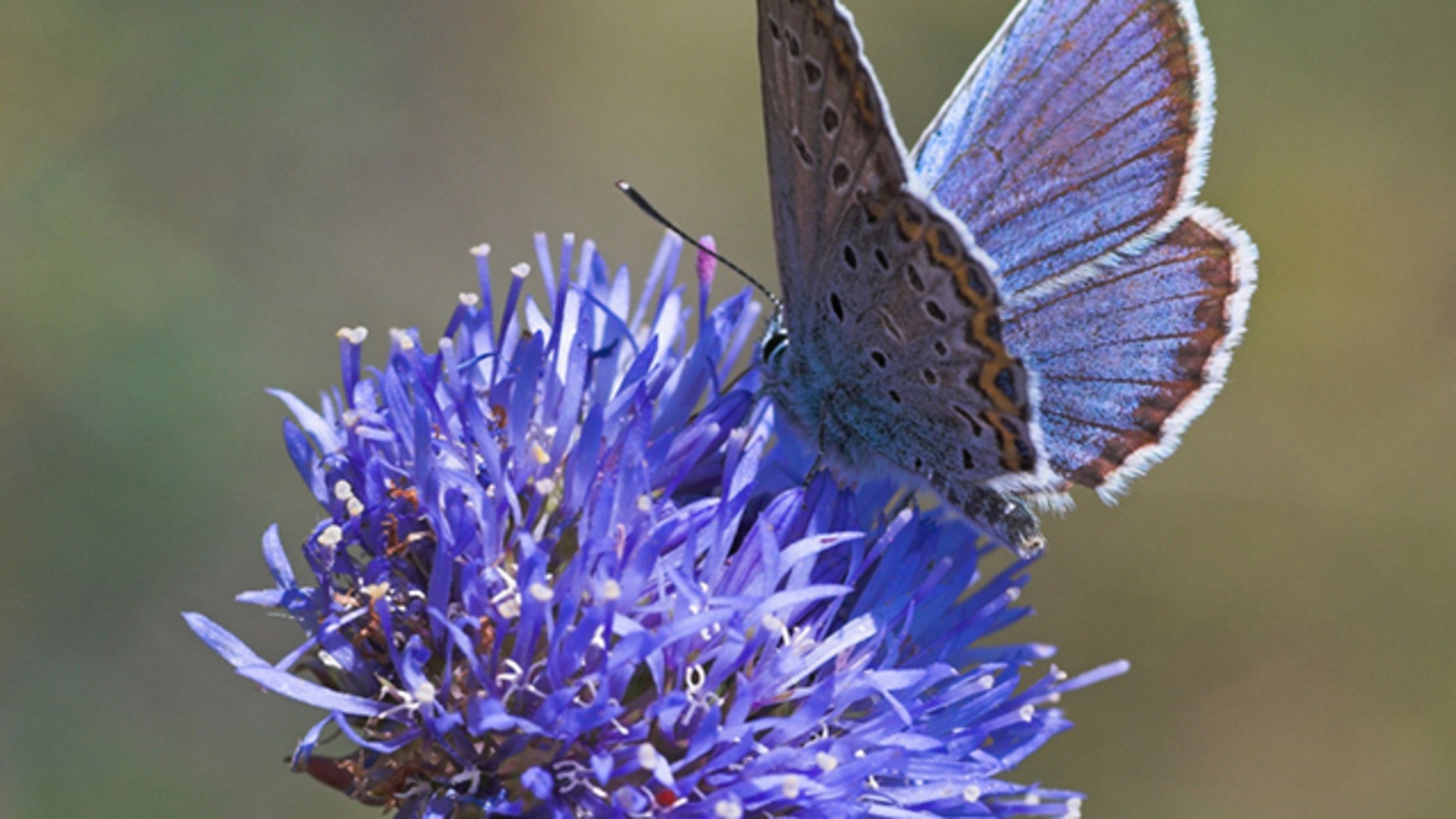 10 Surprising Facts About Butterflies Mental Floss