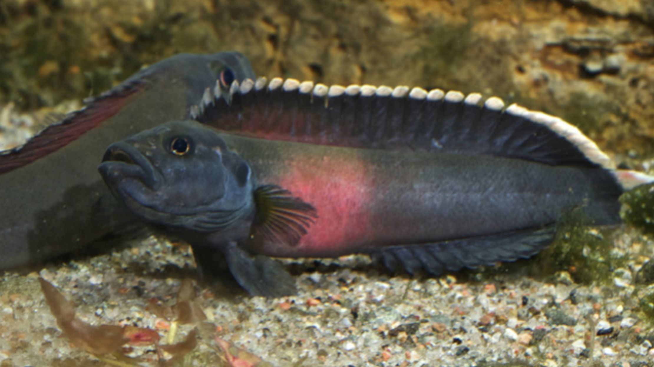 The Fierce Rapids of the Congo River Create New Fish Species | Mental Floss