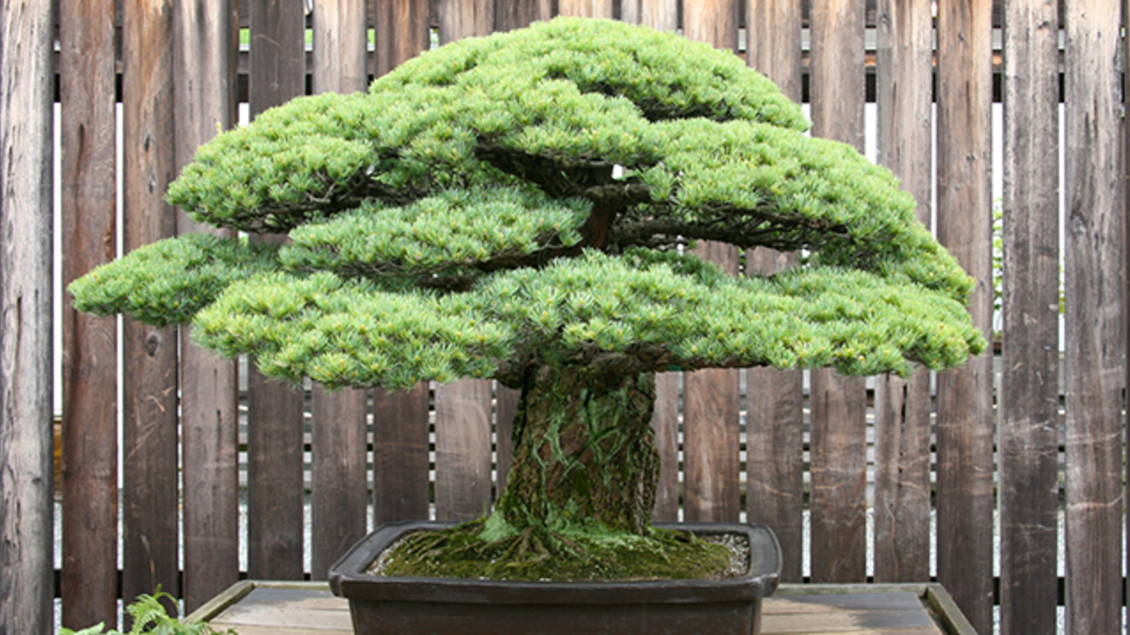 The 392-Year-Old Bonsai That Survived Hiroshima | Mental Floss