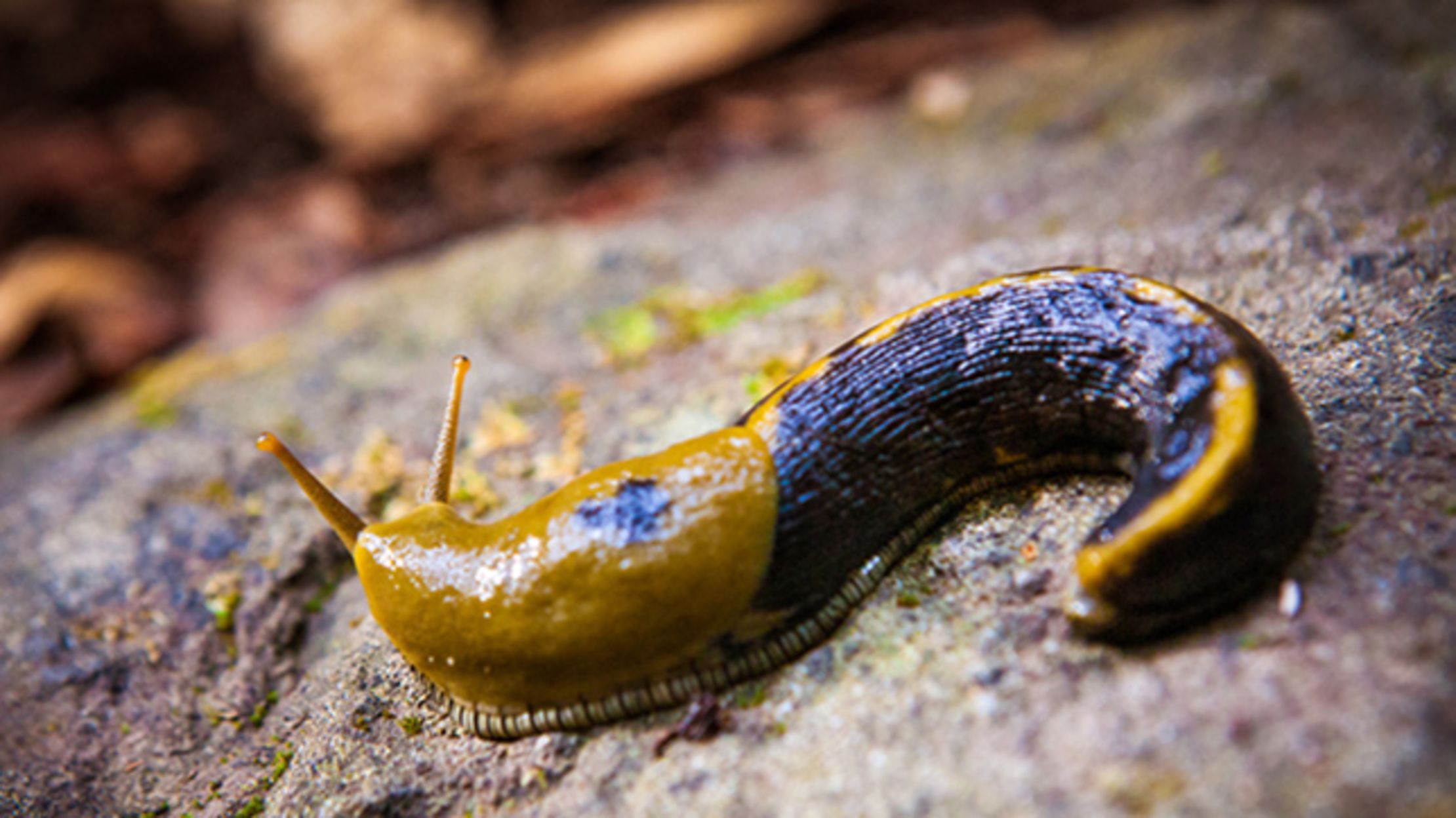 snail vs slug
