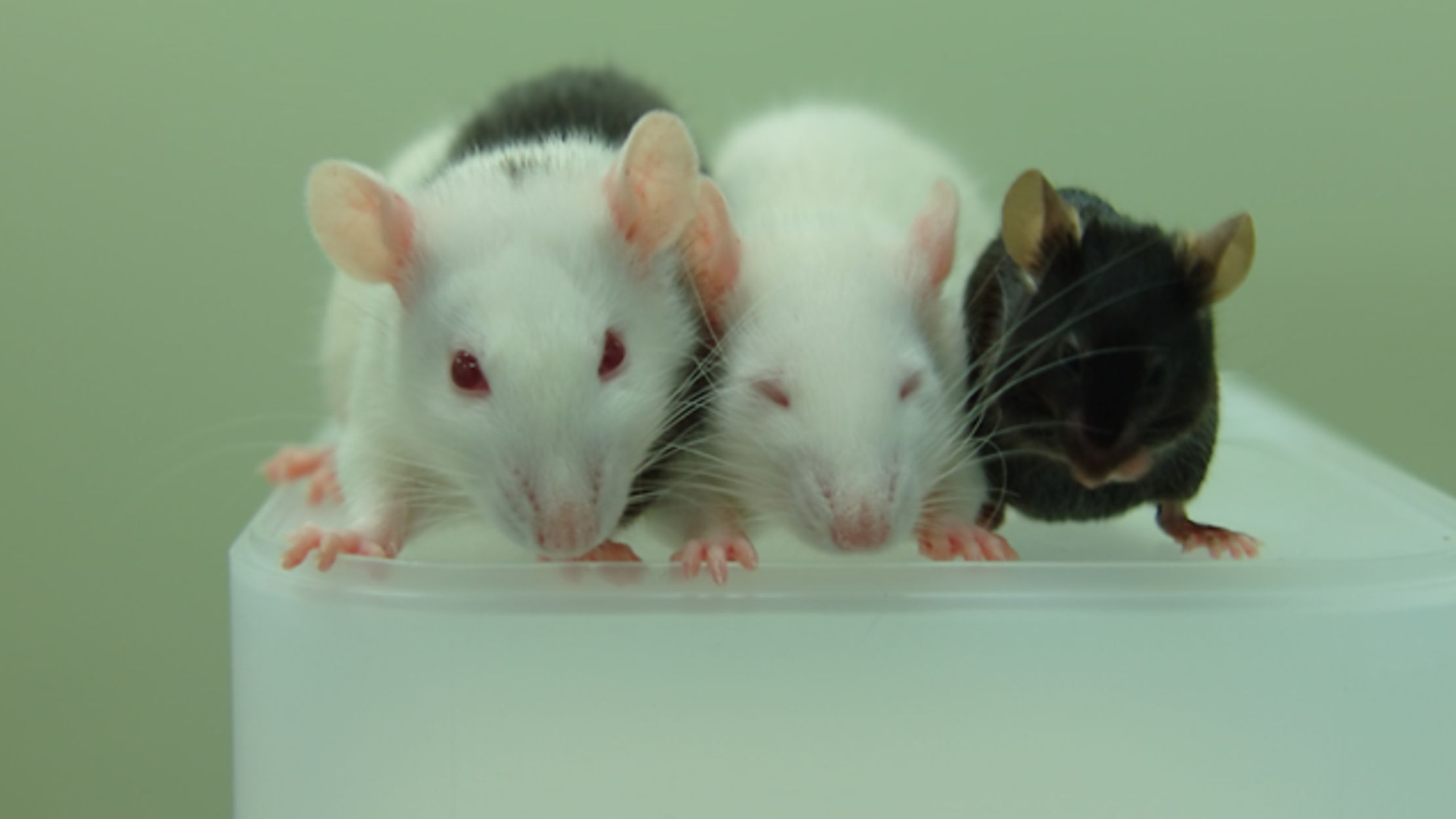 Scientists Grow Mouse Organs Inside Rats, Then Transplant Them Into Mice Mental Floss