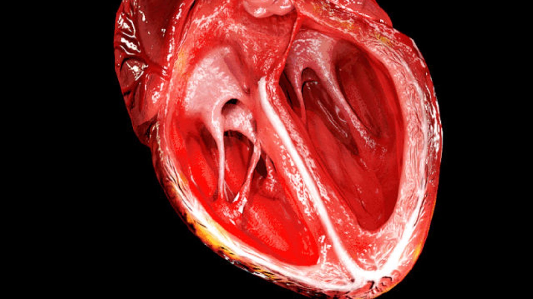 Scientists Use Stem Cells To Regenerate Layers Of A Human Heart Mental Floss Anatomical heart brooch, real anatomy pin, stained glass, tiffany technigue, glass art jewelry handmade image uploaded by melannyna. regenerate layers of a human heart