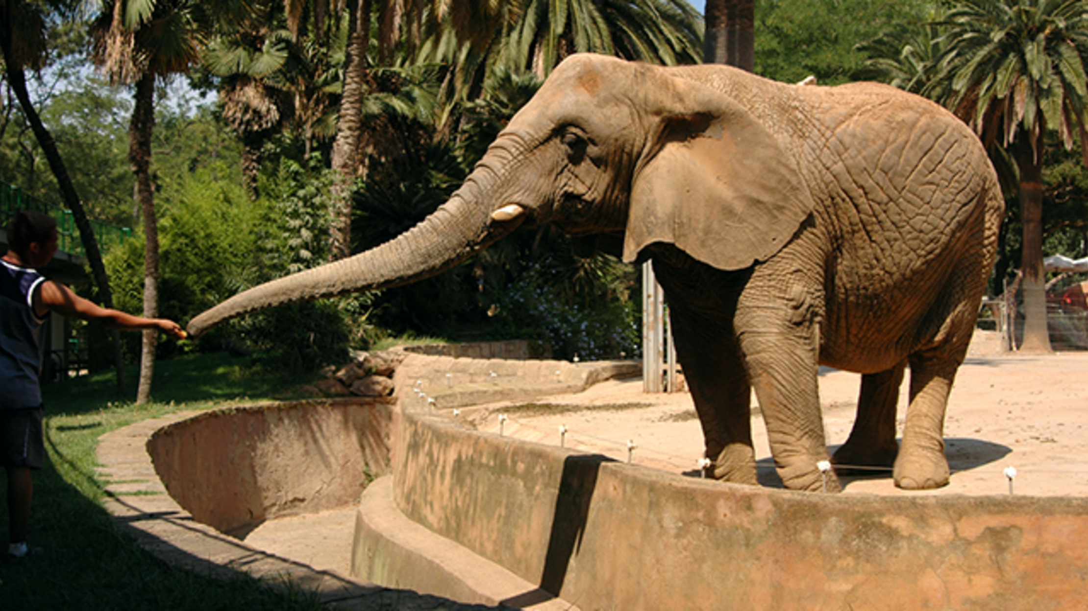 Zoos Are Tracking Elephant Fitness, and It's Improving the Animals