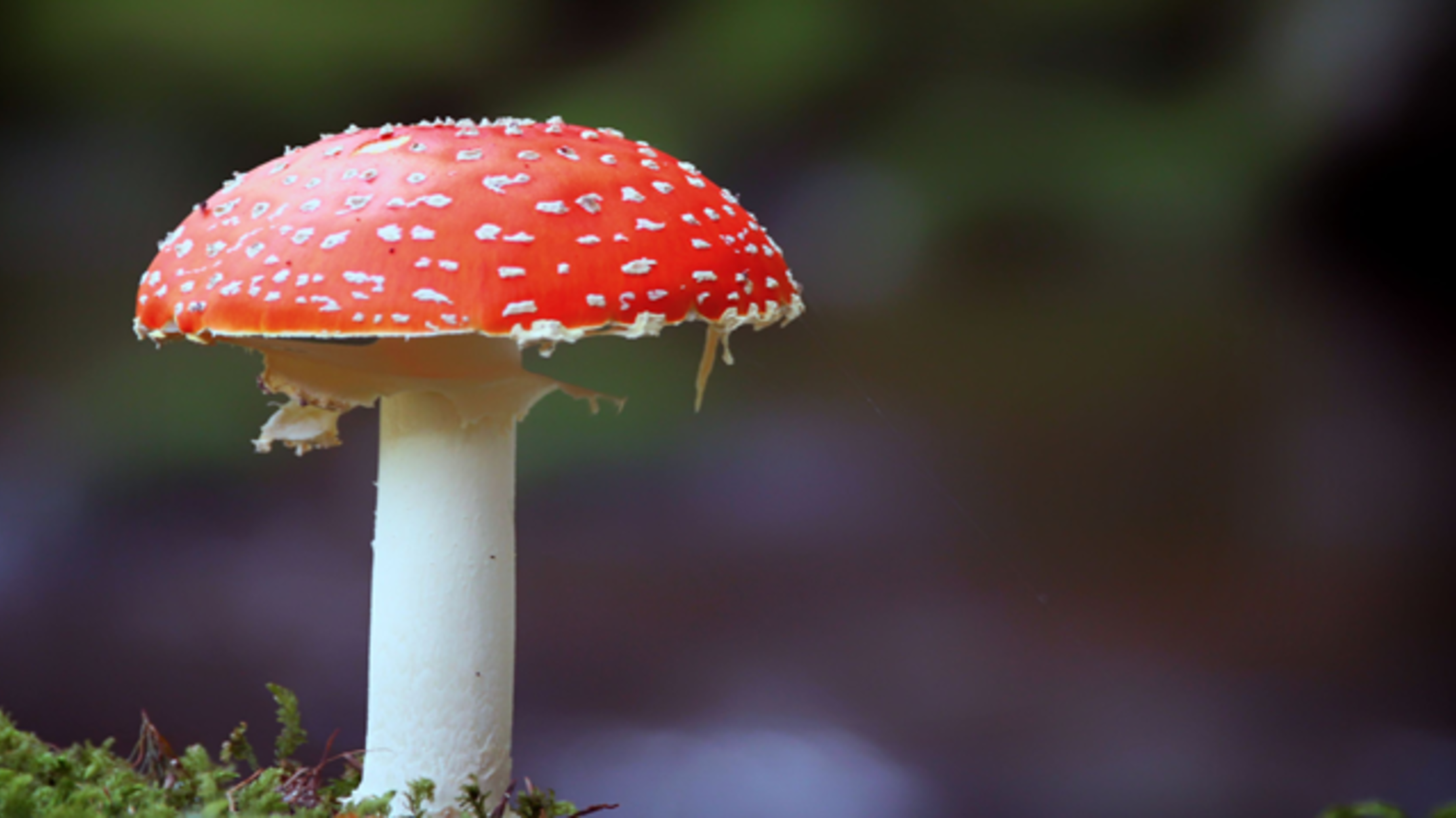 15 Of The World S Funkiest Fungi Mental Floss 15 Of The World S Funkiest Fungi Mental Floss