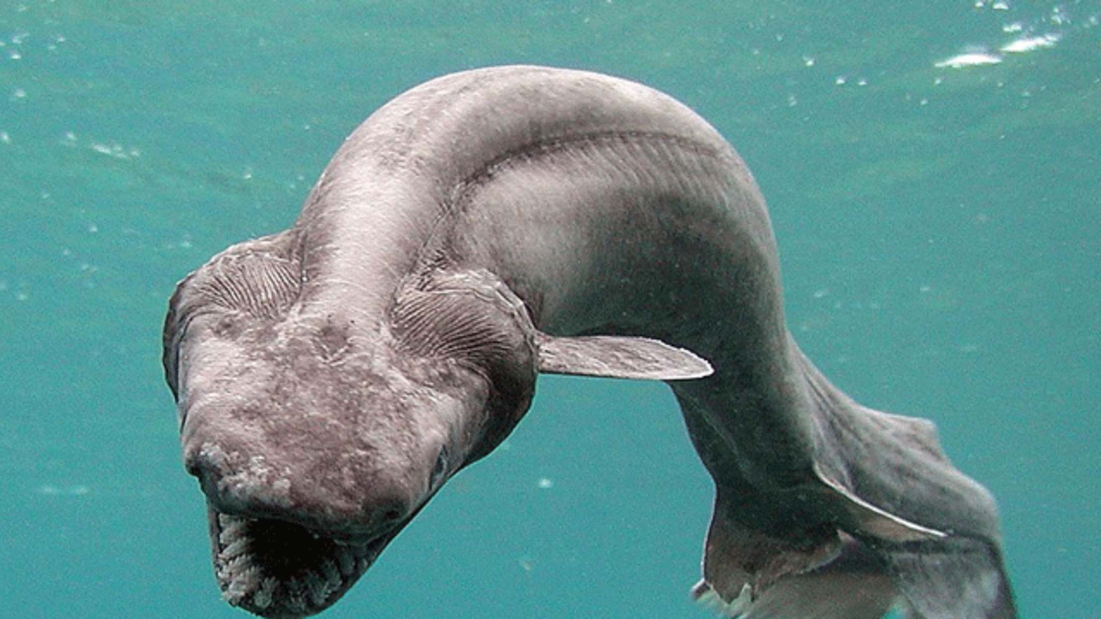 6 Bizarre Sharks That Live In The Deep Ocean Mental Floss