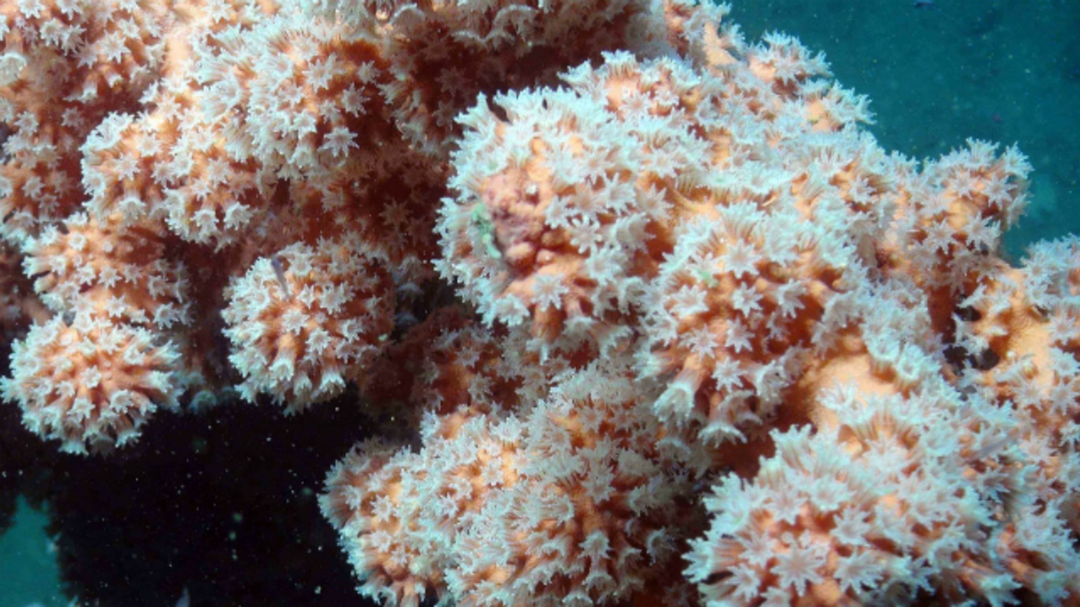 U.S. Creates Protected Zone for Atlantic Deep-Sea Corals | Mental Floss