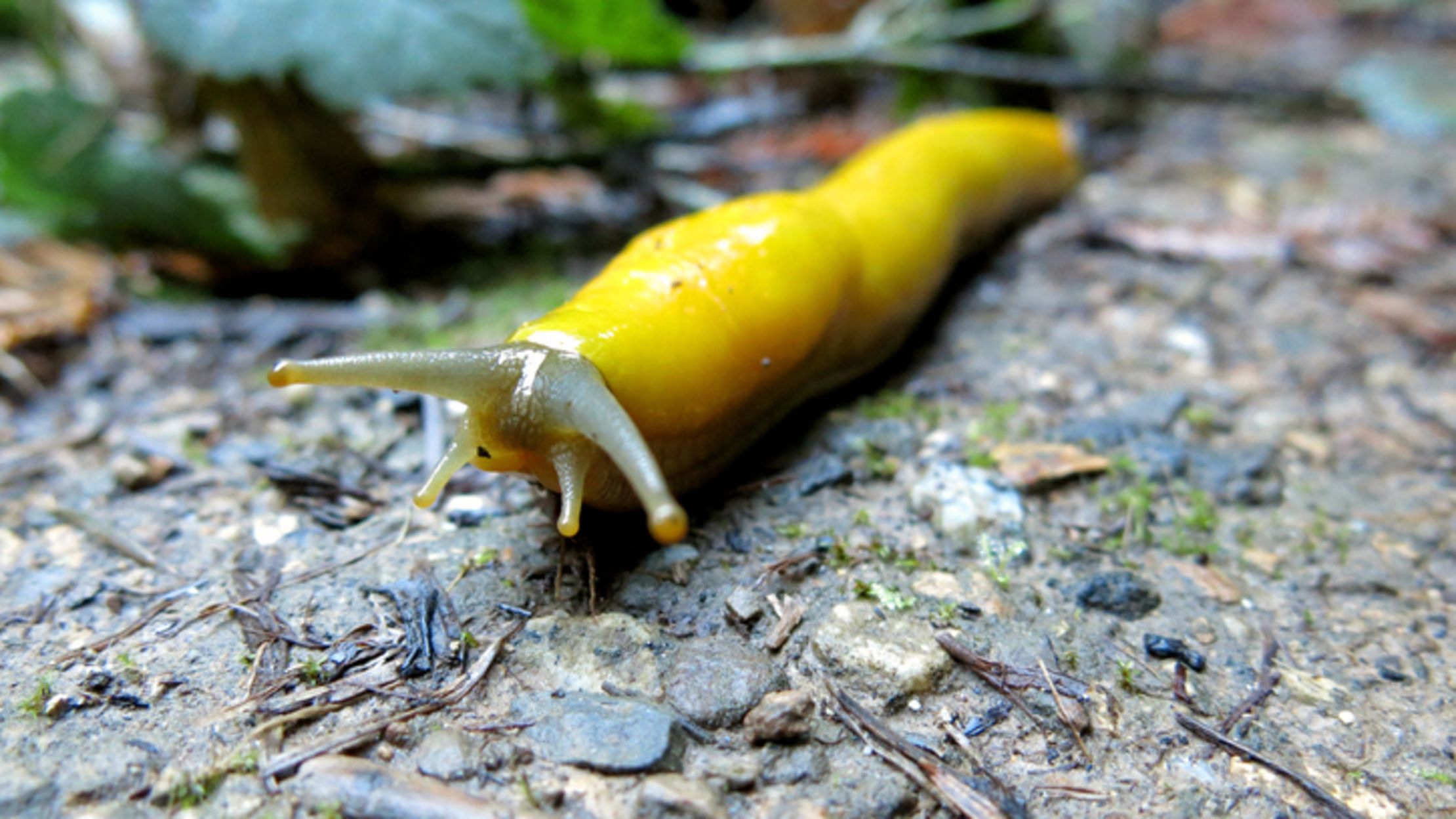 8 Bizarre Facts About Animal Reproduction | Mental Floss