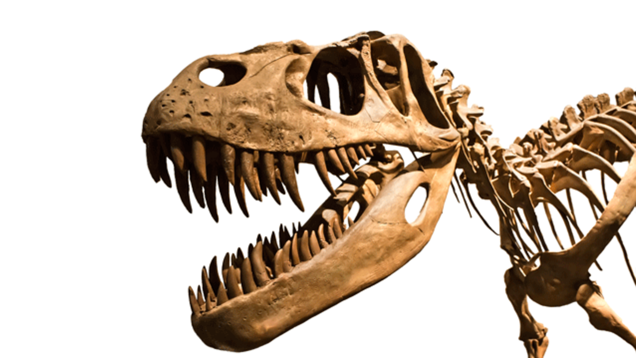 Watch a Balloon Artist Recreate a Life-Sized T. Rex Skeleton | Mental Floss