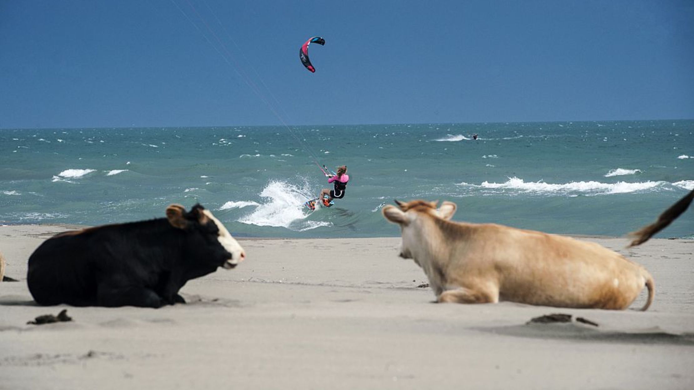 Could Feeding Seaweed to Cows Help Save the Climate? Mental Floss