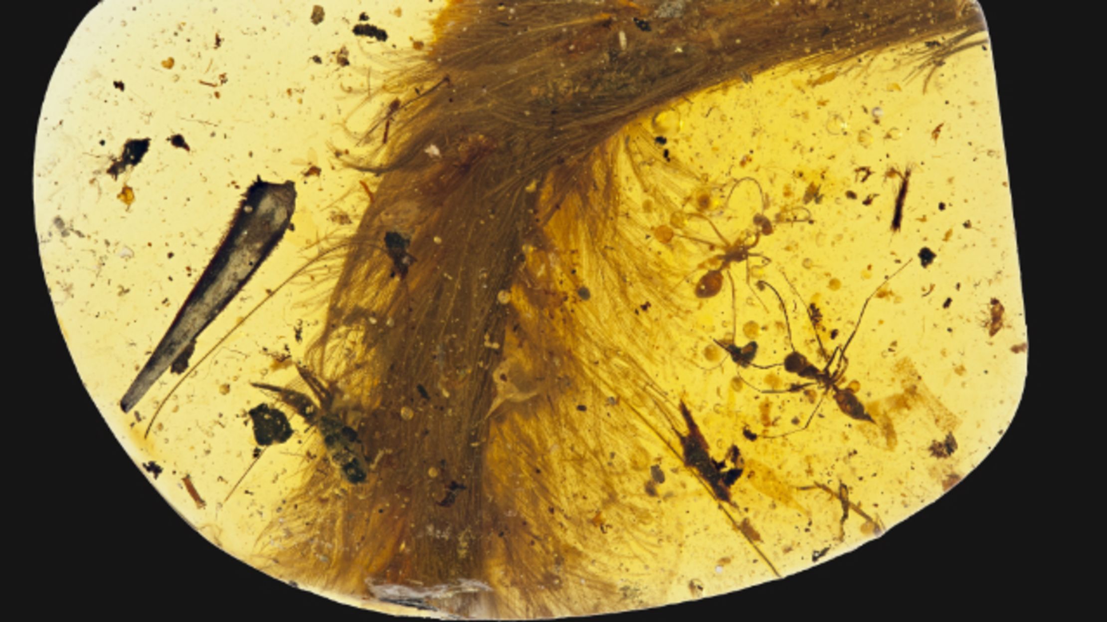 dinosaur tail trapped in amber