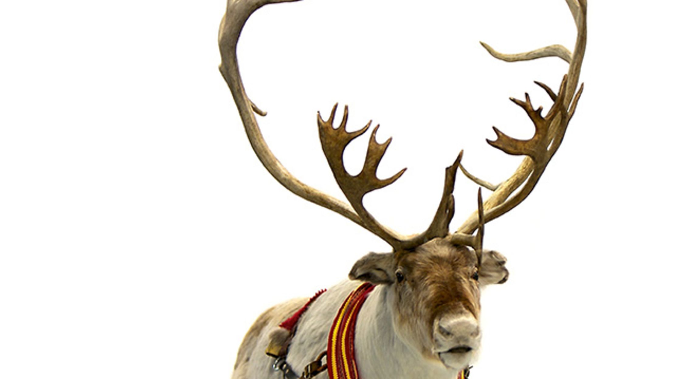 Олень в свете фар. Сбрасывание рогов у оленей. Олень в свете фар олень. Олениха с олененком. Ошибка оленя.