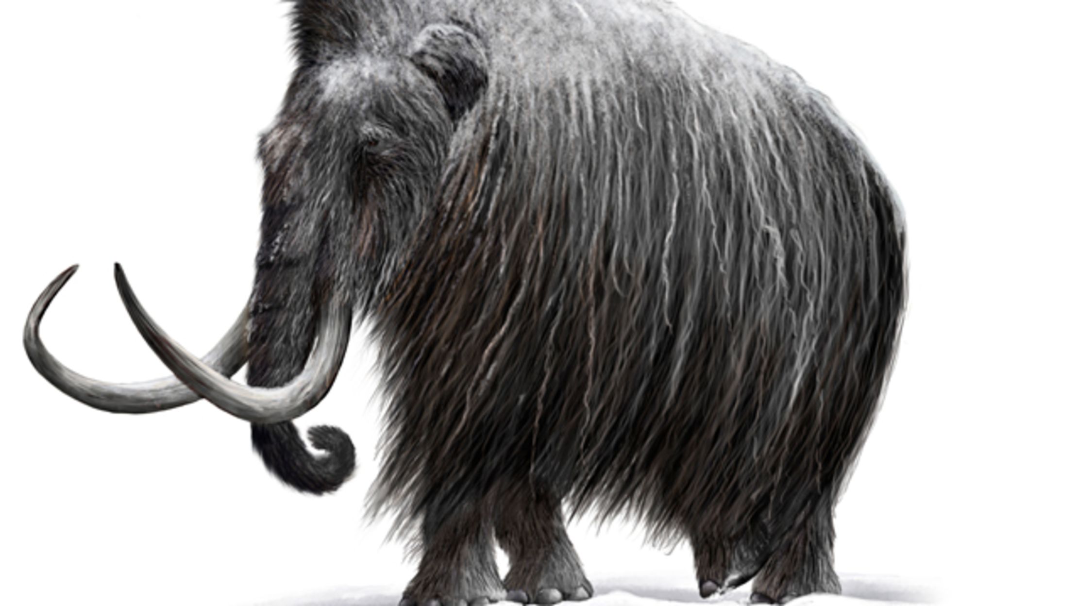 dig a mammoth skeleton