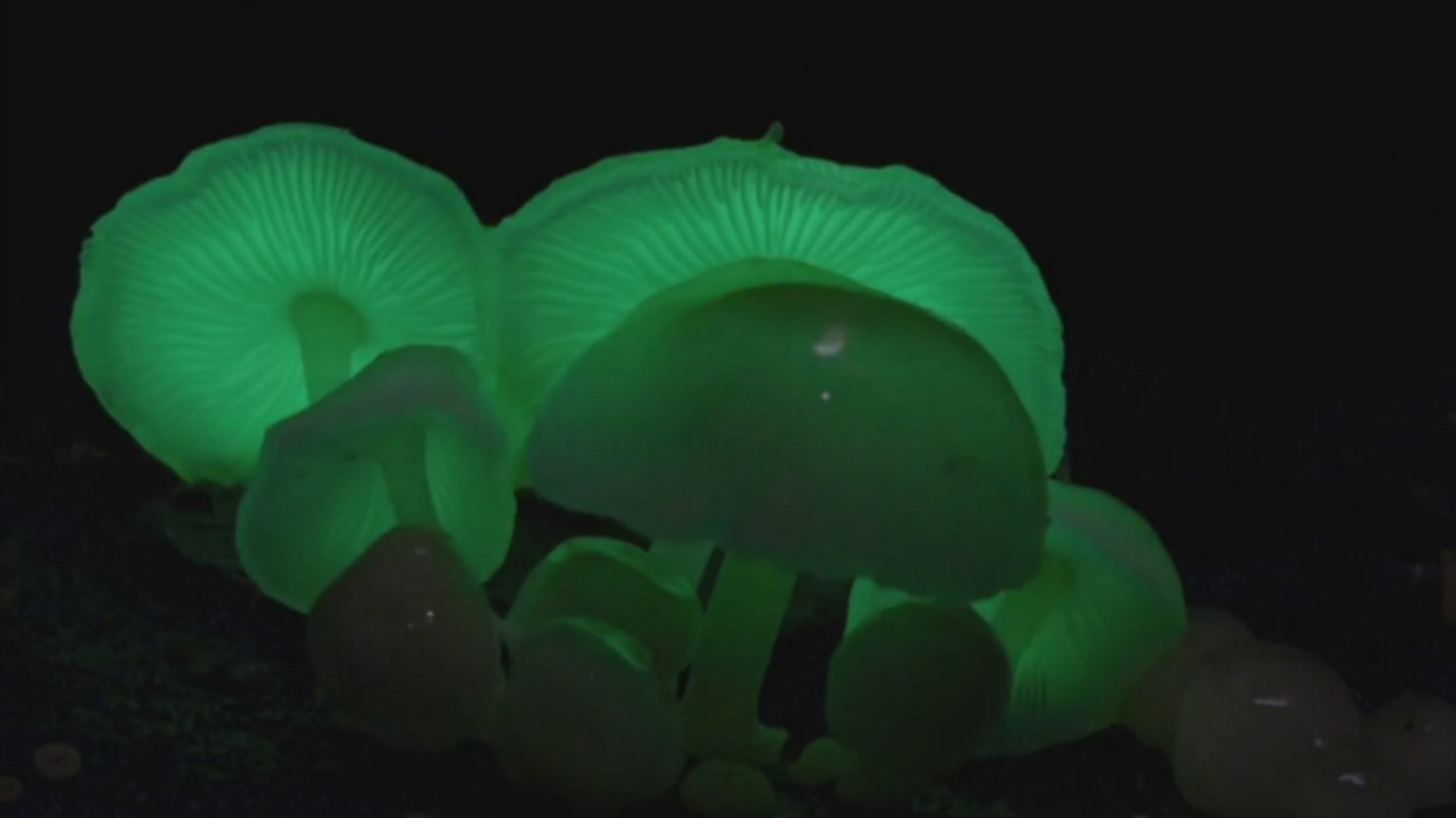 GlowintheDark Mushrooms Are a Blacklight Poster Come to Life