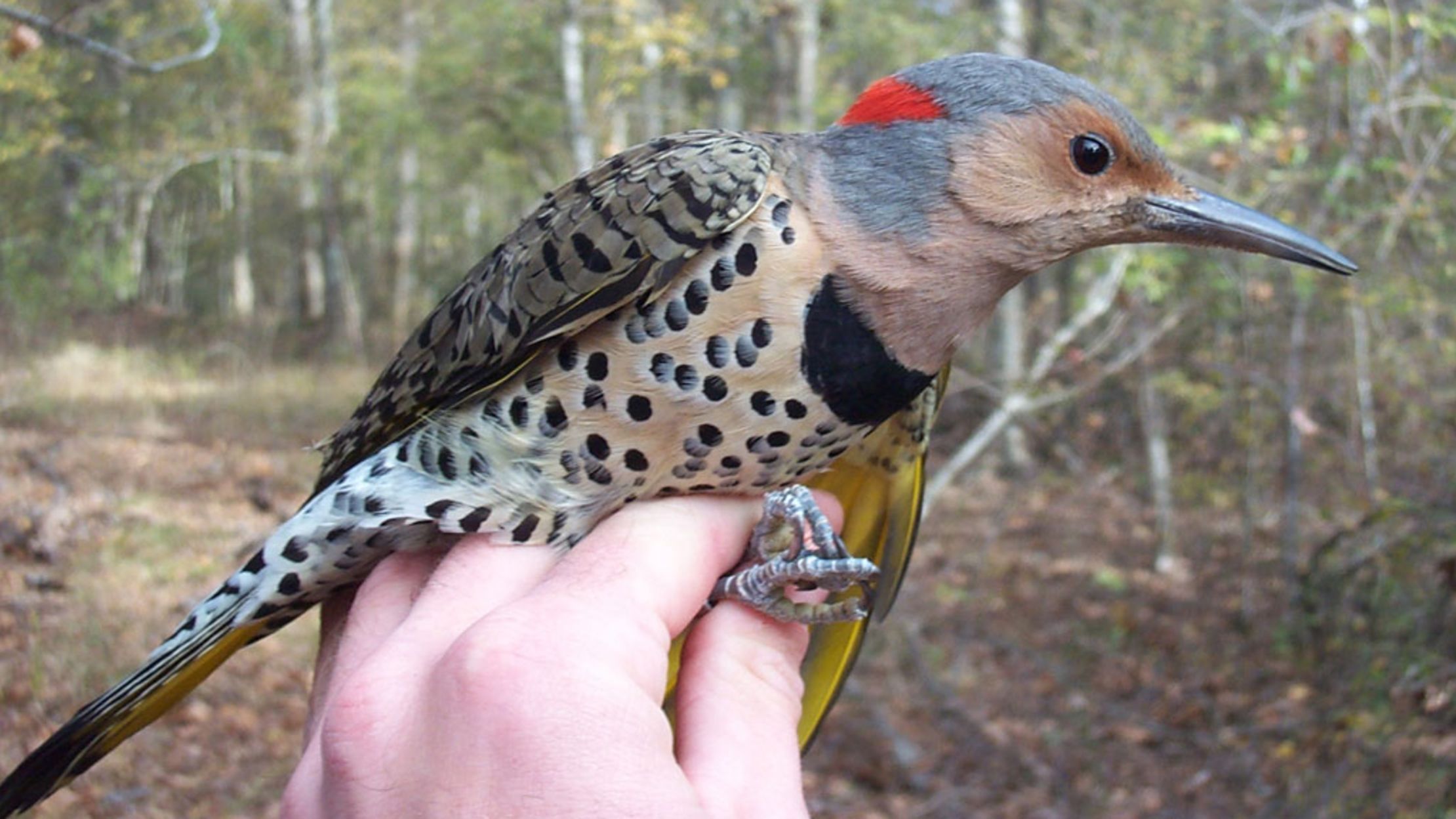Why Yellow Woodpeckers Are Turning Red Mental Floss 6079