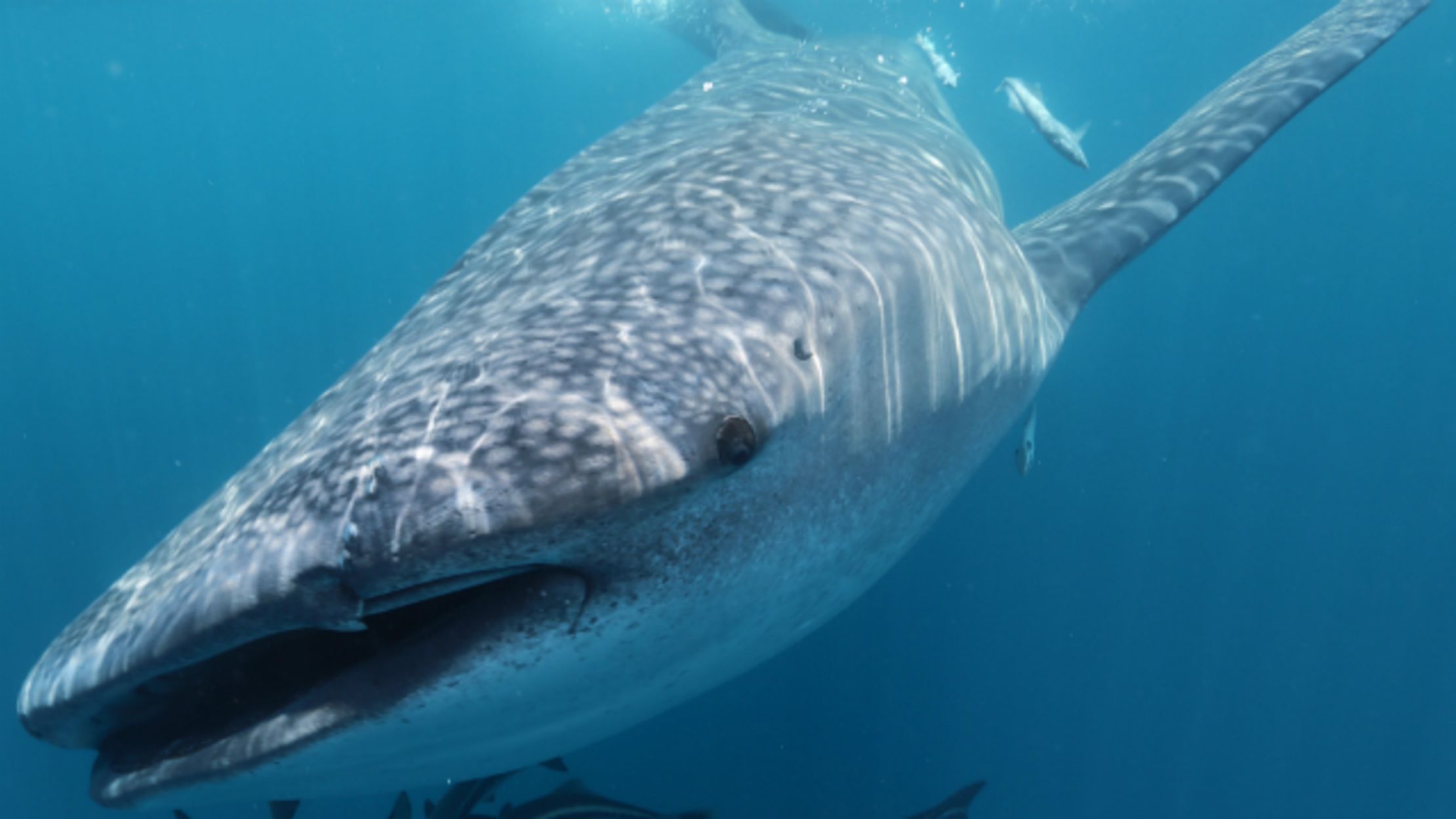 Scientists Spy on Whale Sharks by Testing the Water They Swim In