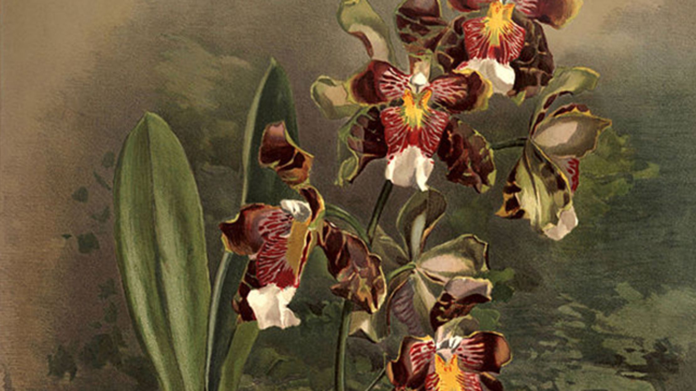 The Dangerous And Highly Competitive World Of Victorian Orchid Hunting Mental Floss