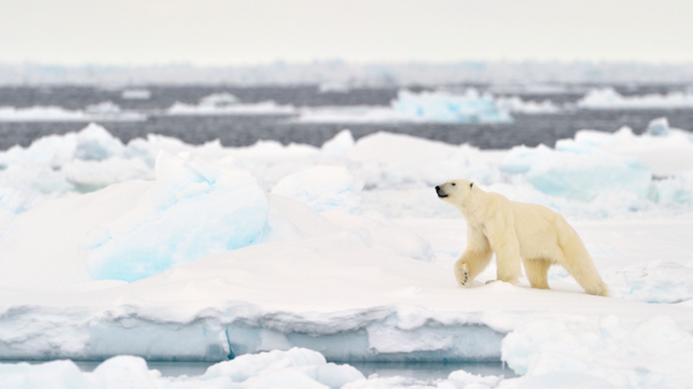 10 Freezing Facts About the Arctic's Ecosystem | Mental Floss