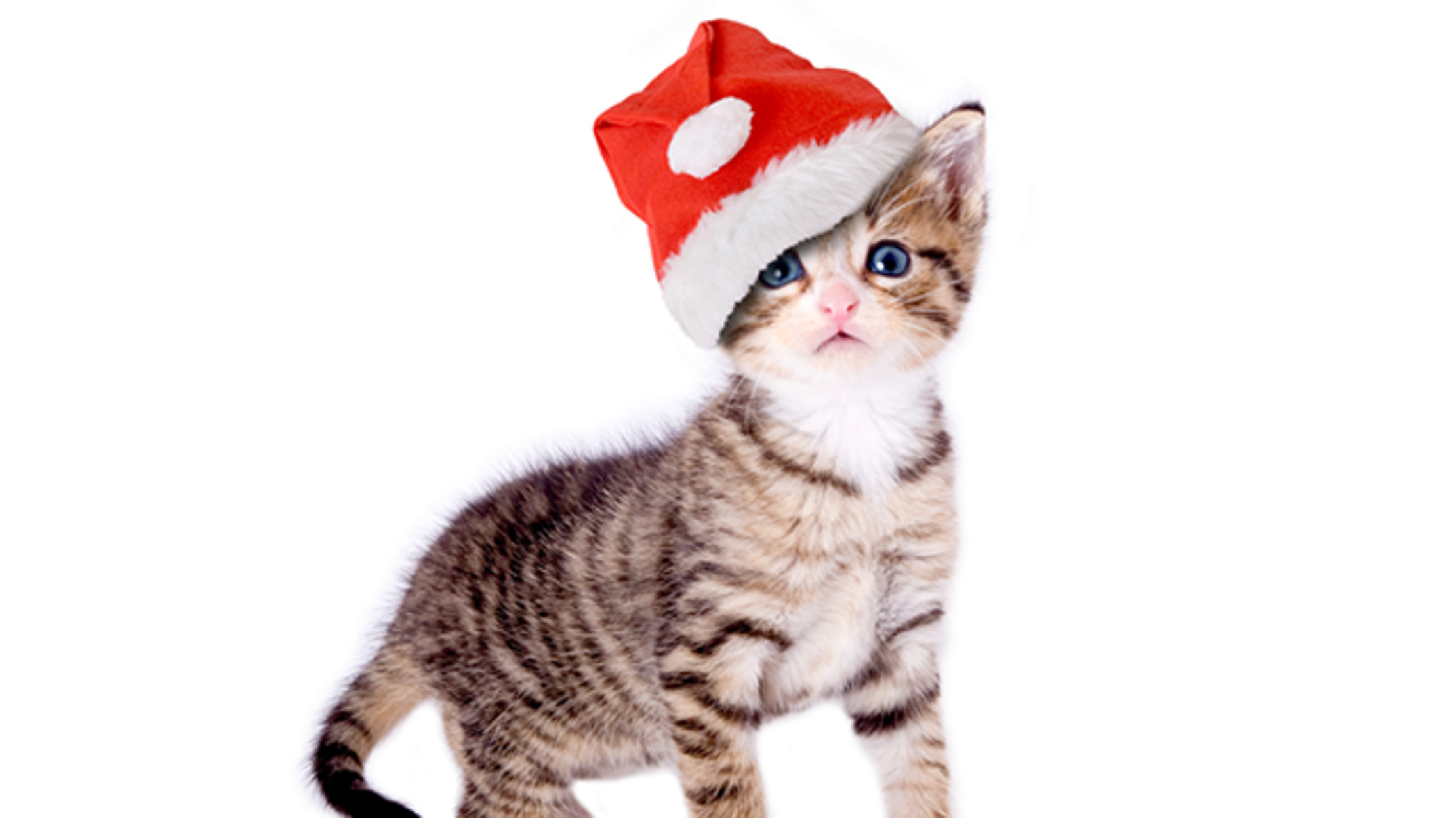 11 Brilliant Gifts For The Cat In Your Life Mental Floss