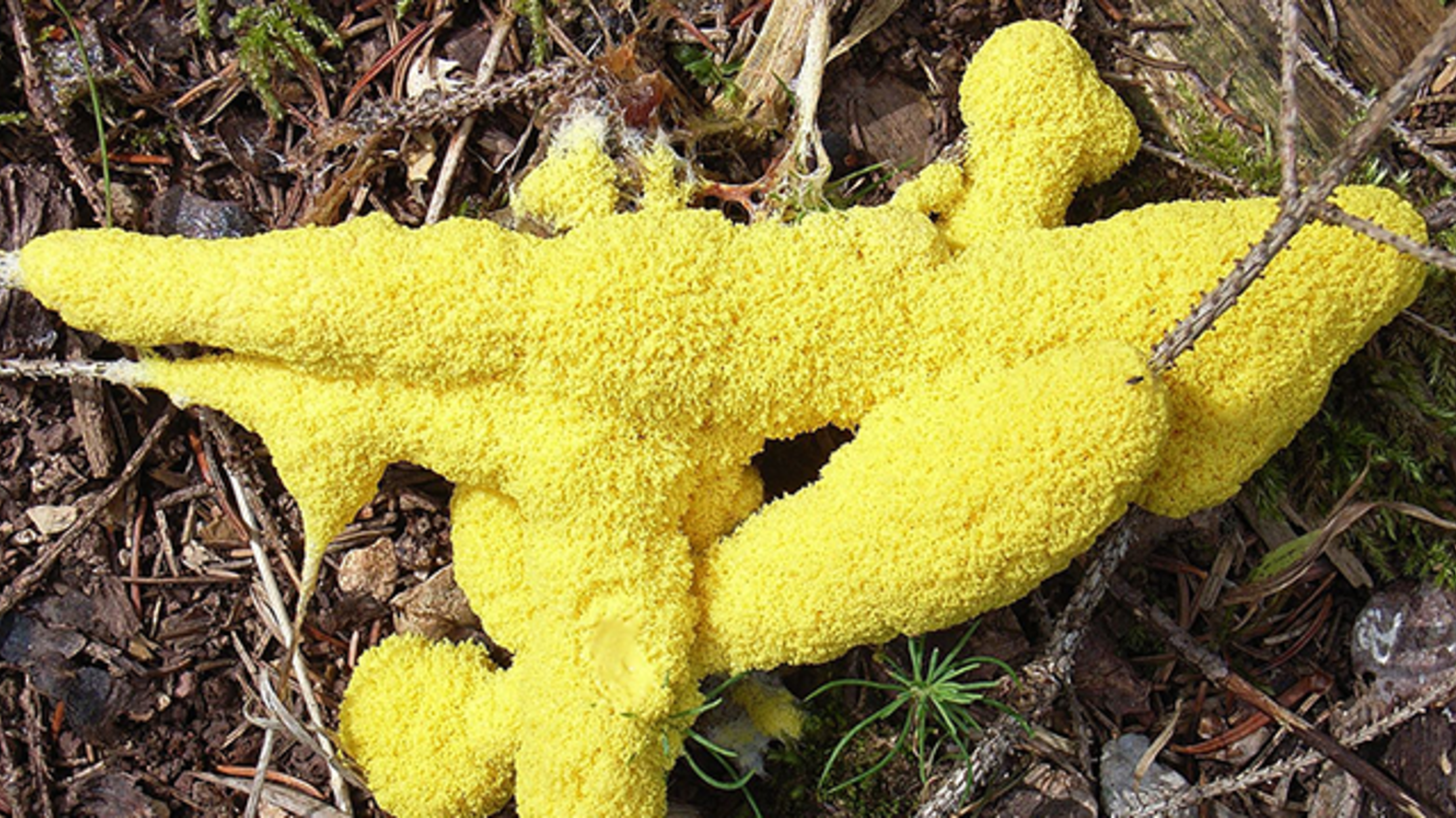 ‘Slimelapse’ Shows the Intelligent Growth of Slime Molds Mental Floss