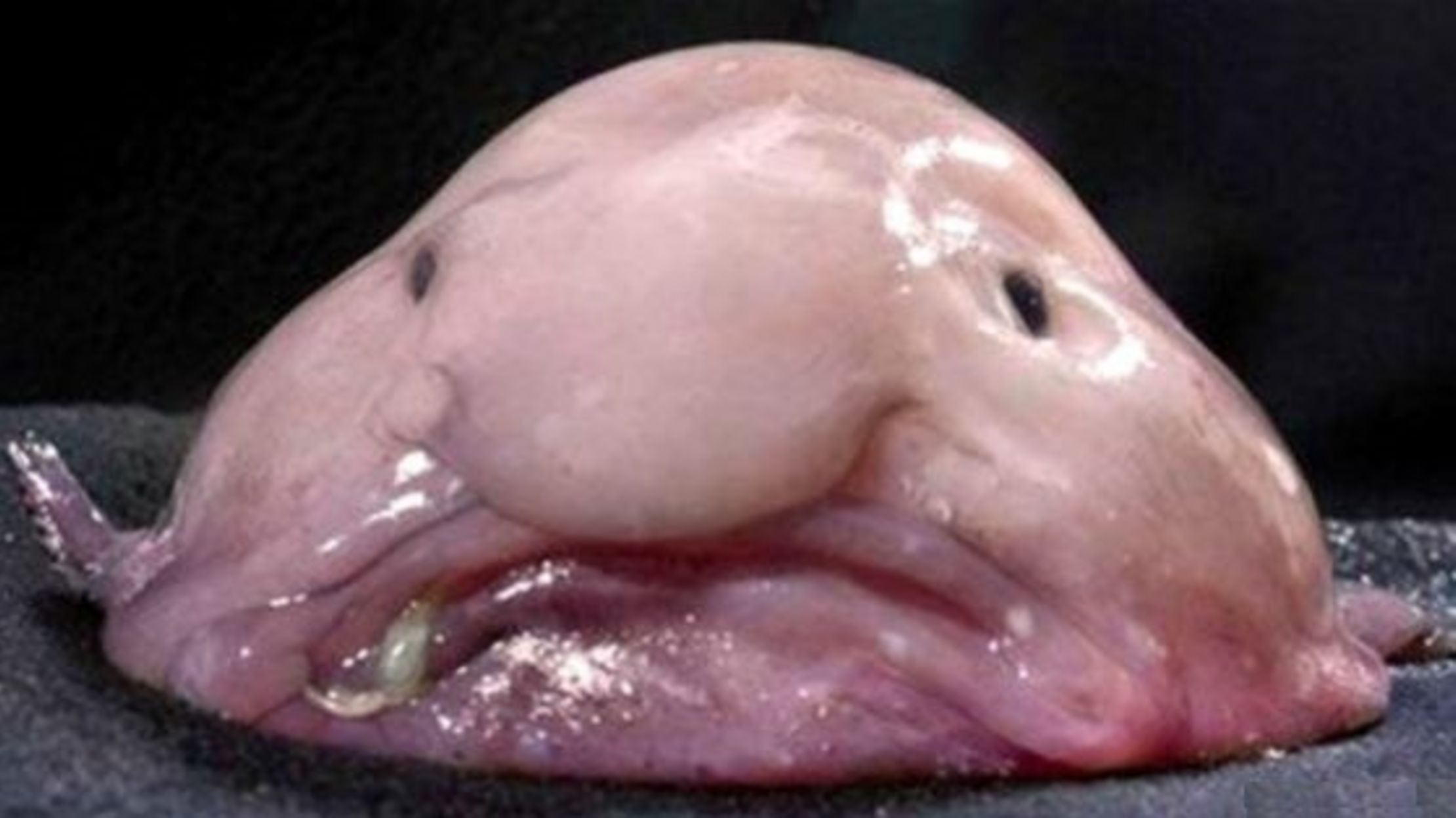 7 Unattractive Facts About Blobfish Mental Floss