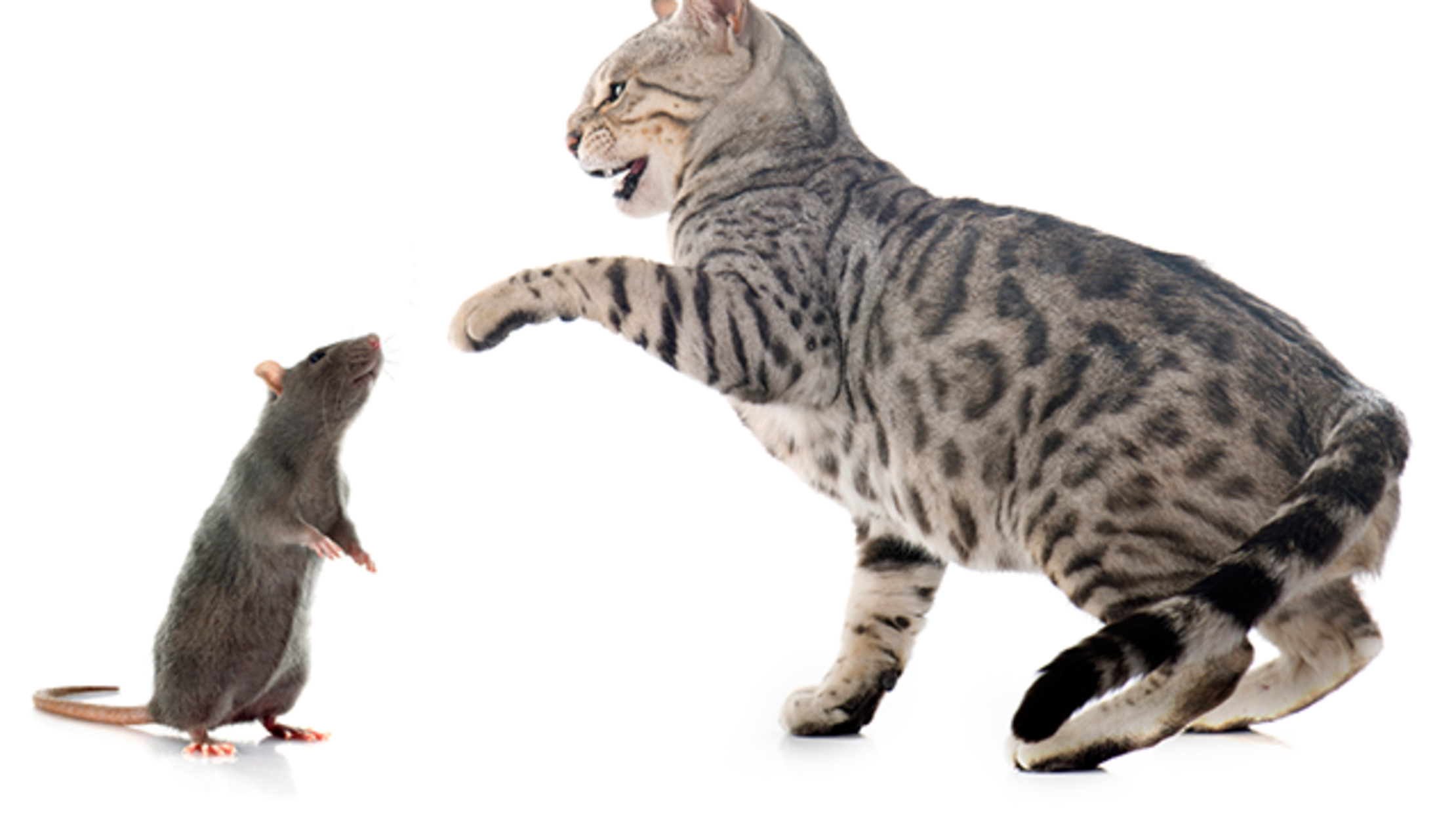 Chicago S Secret Weapon Against Rats Feral Cats Mental Floss