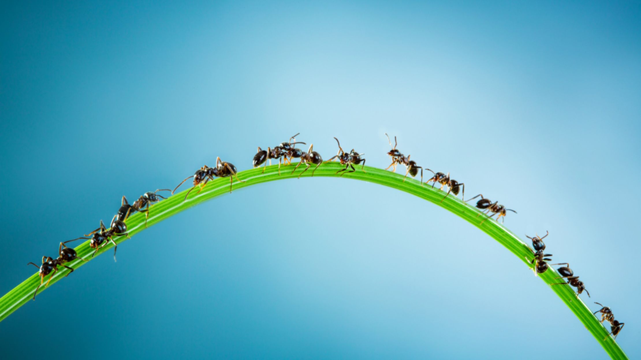 ant death spiral