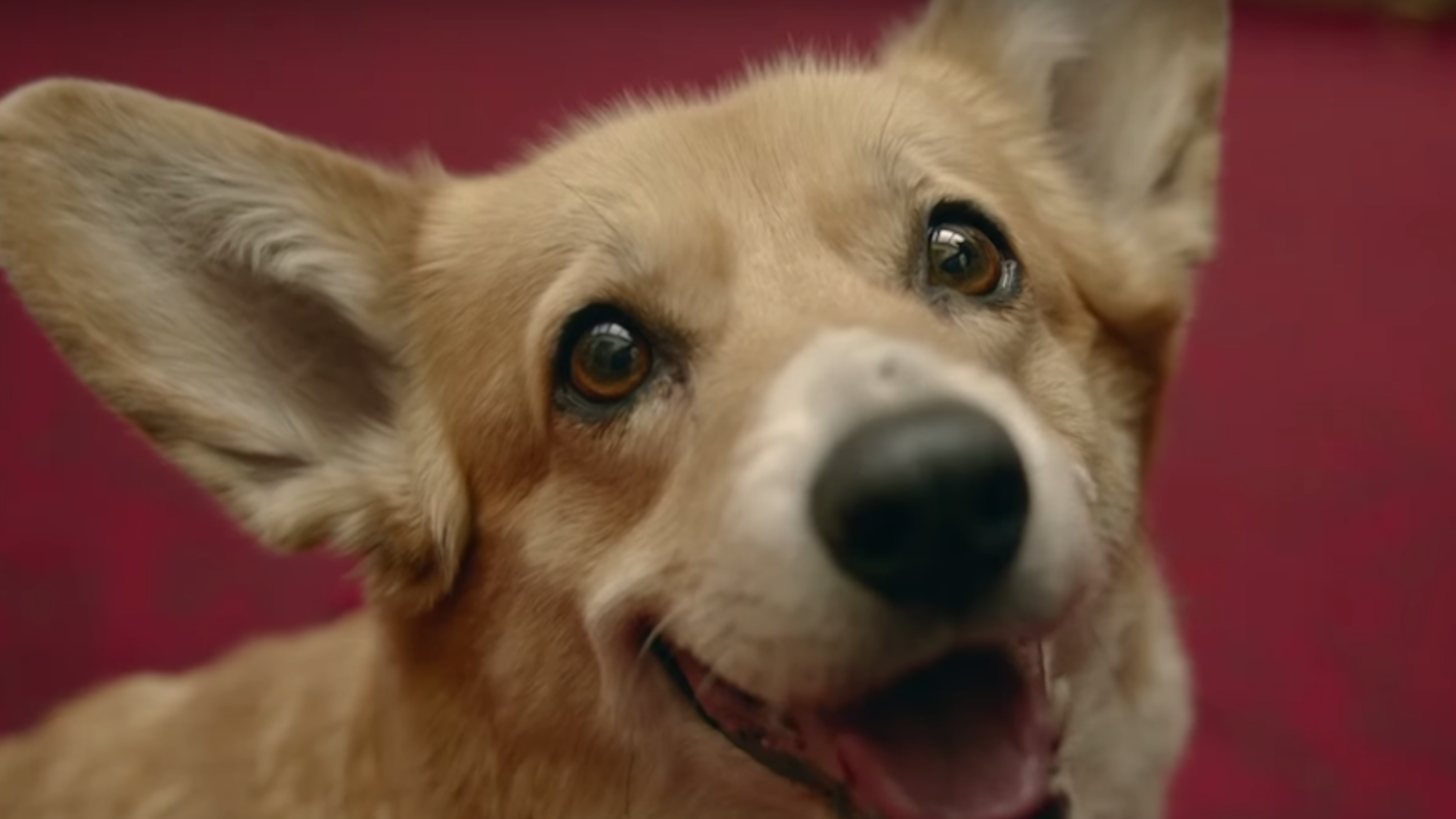7 Memorable Corgis From Pop Culture Mental Floss ralph the corgi 2021 calendar