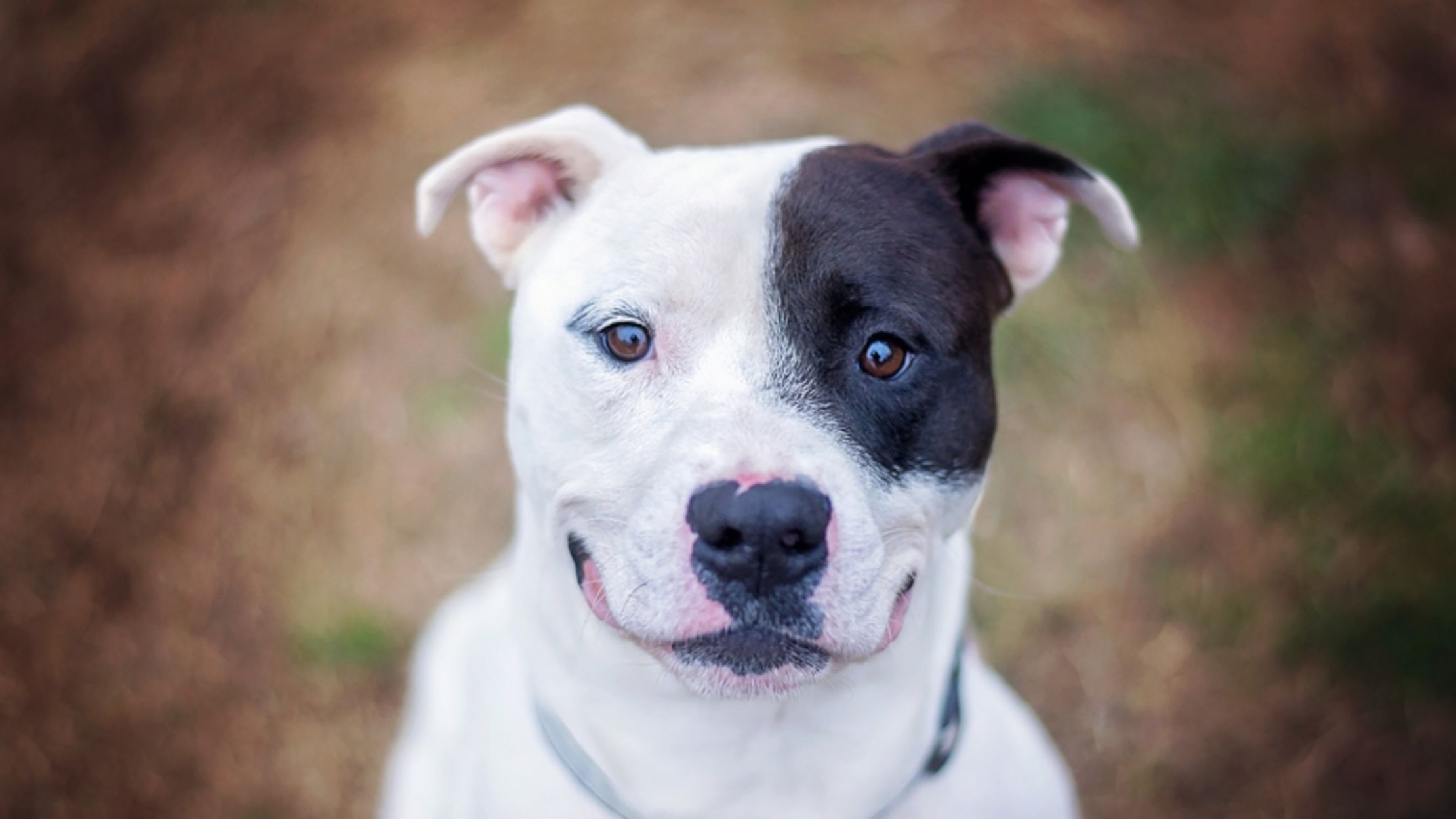 10 True Tales of Pitbull Heroism | Mental Floss
