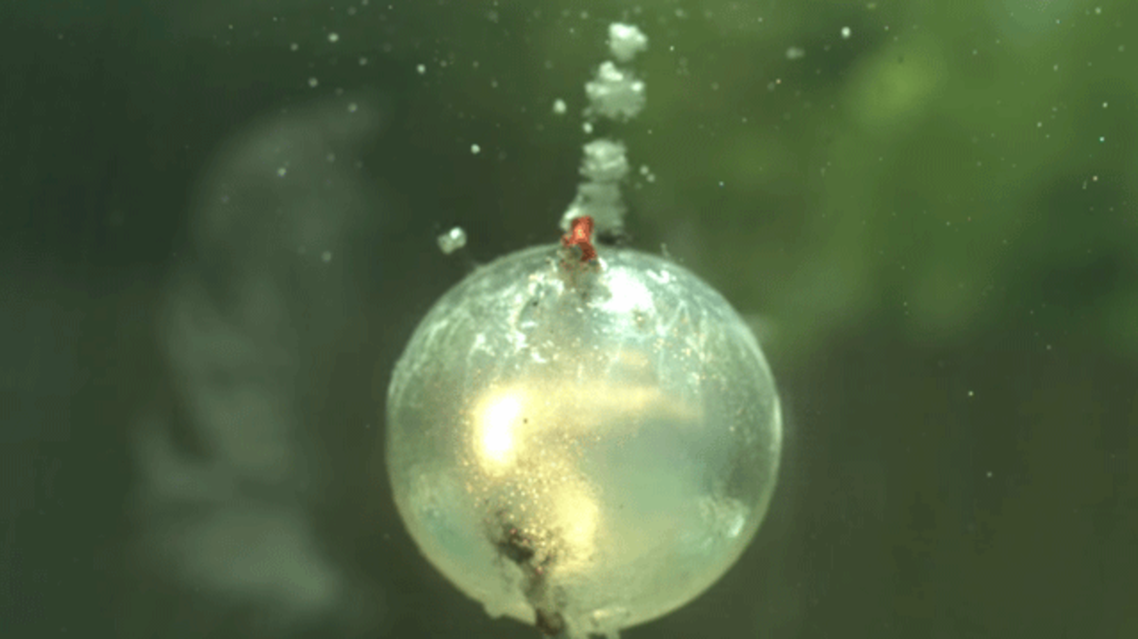 Watch Fireworks Explode Underwater at 120,000 Frames Per Second