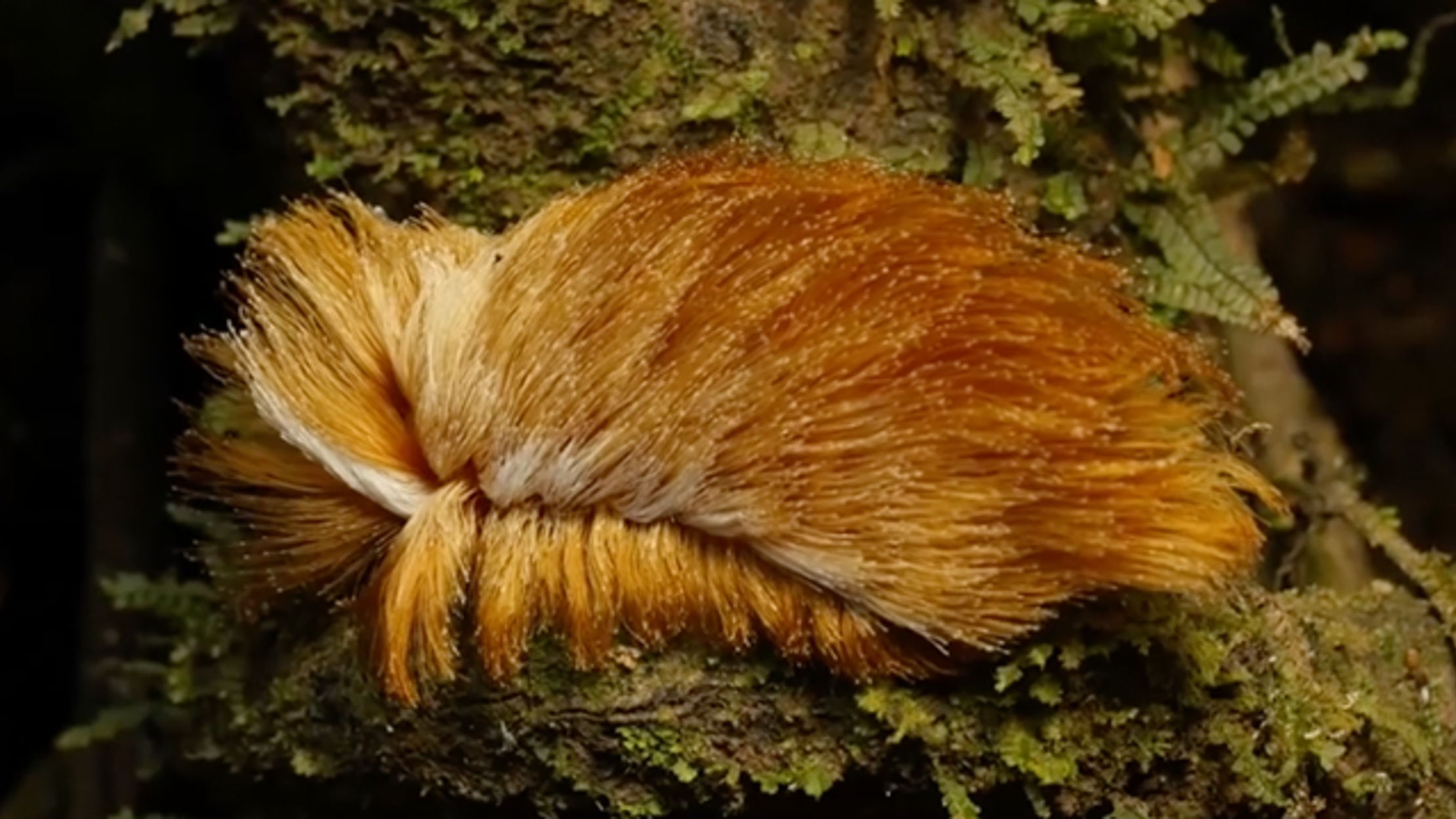 donald trump toupee caterpillar