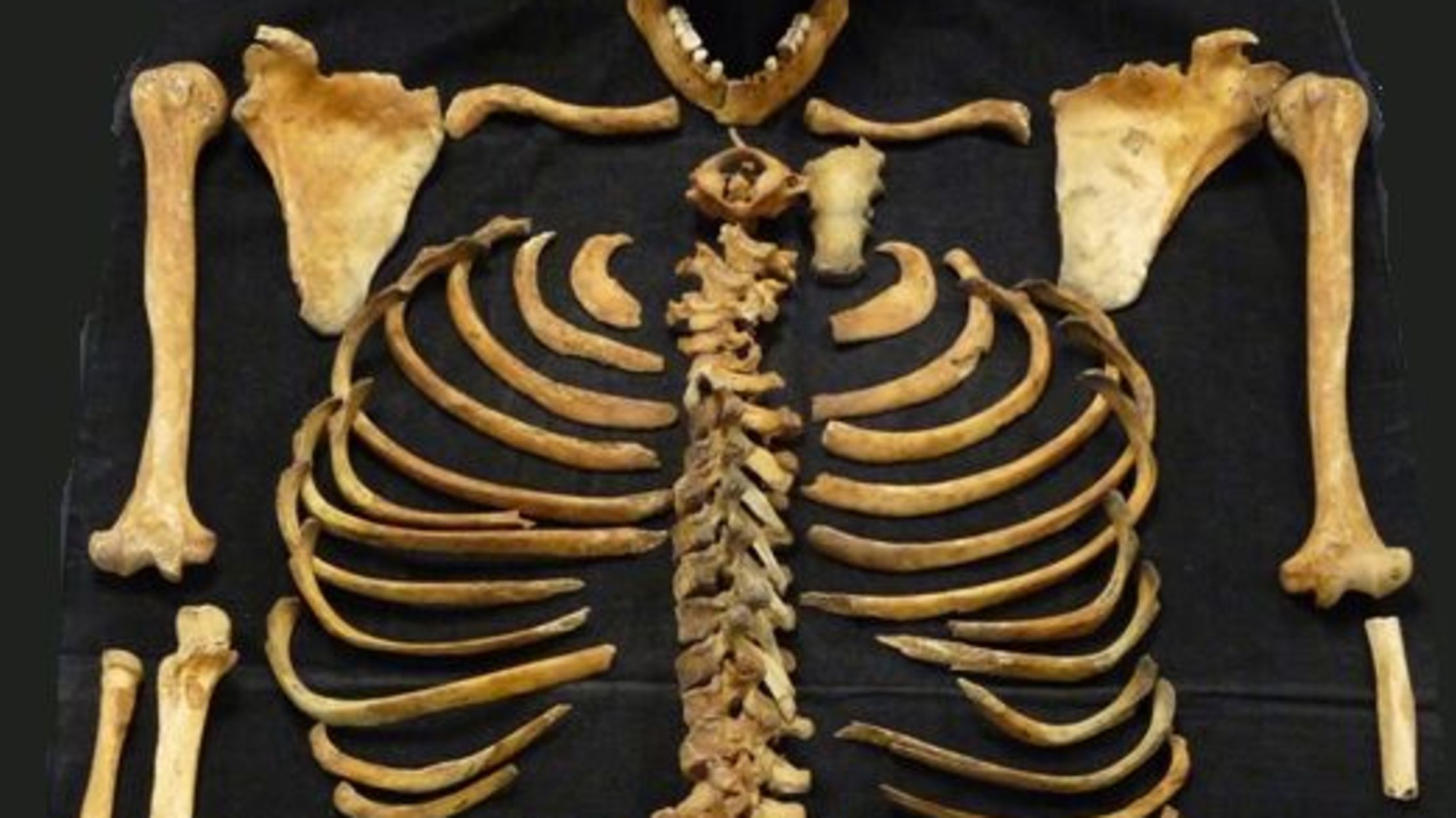 Corset skeleton Clearance