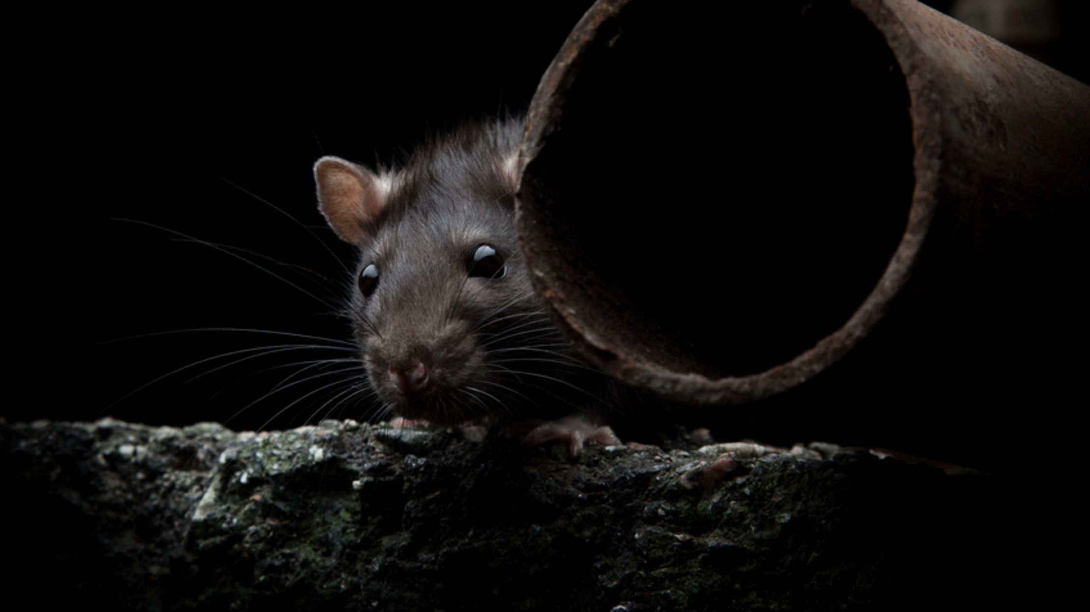 11 BeadyEyed Facts About Rats Mental Floss