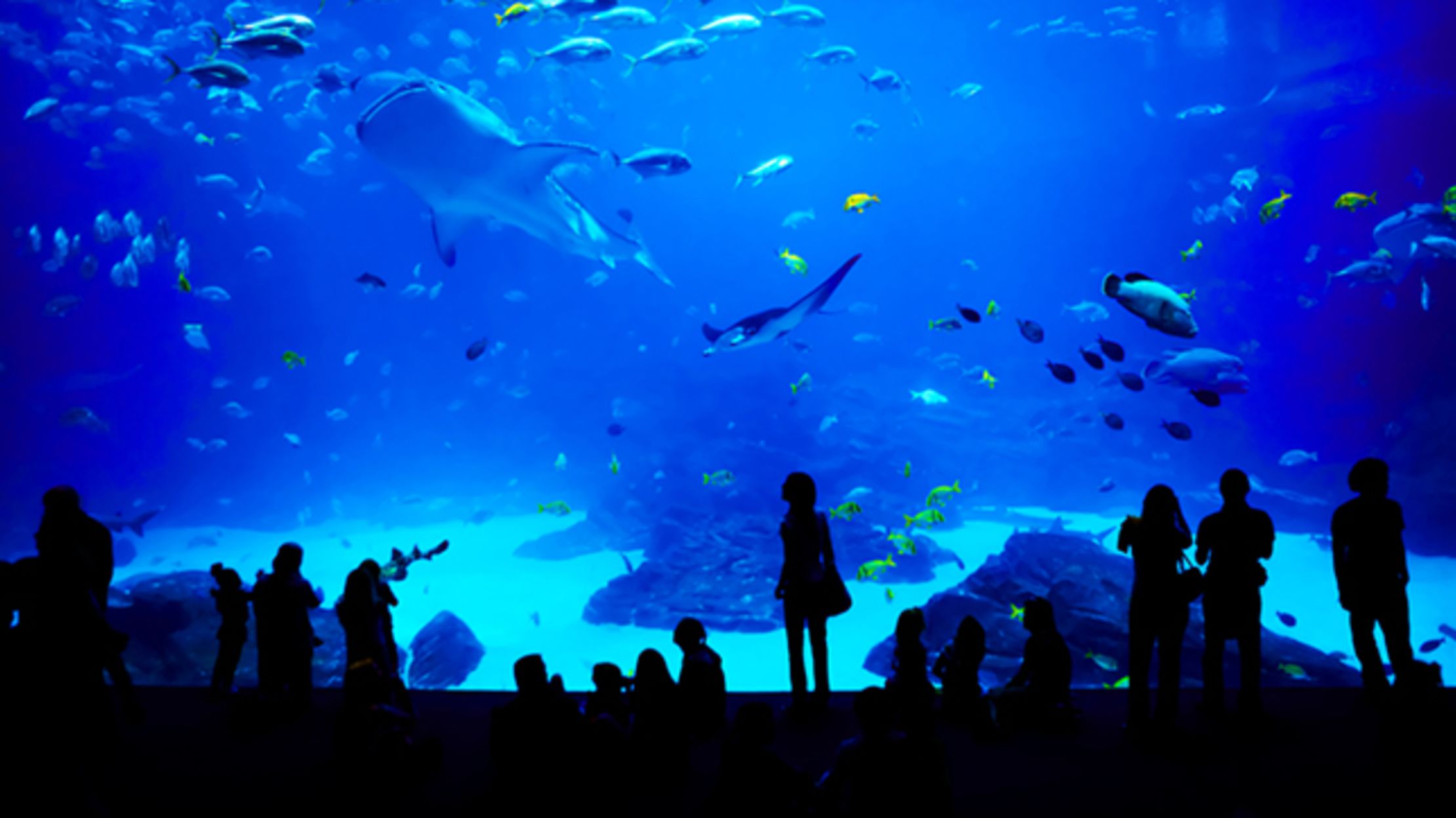 11 Behind-the-Scenes Secrets of Aquariums | Mental Floss
