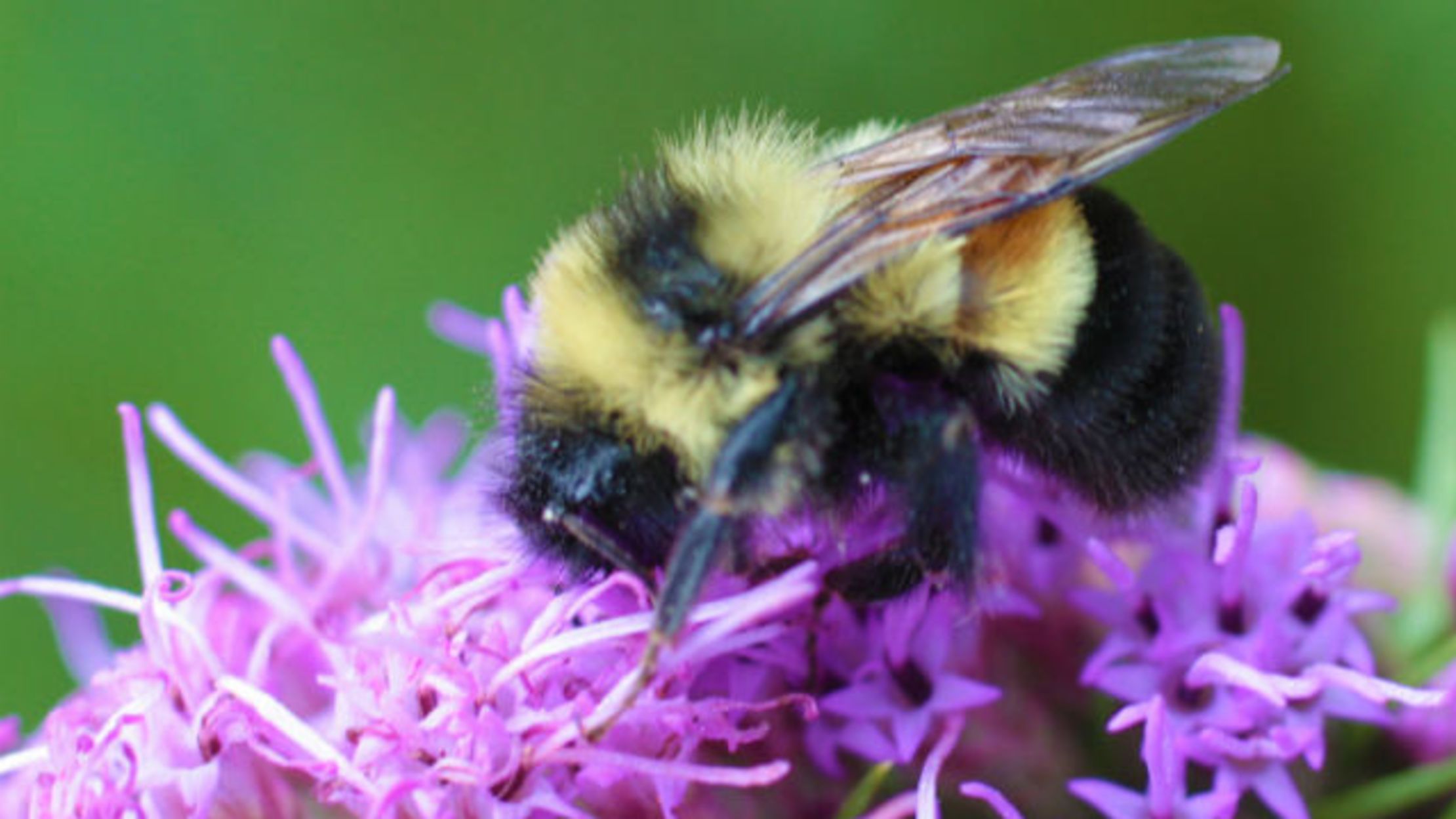 This Bumble Bee Just Became an Endangered Species Mental Floss