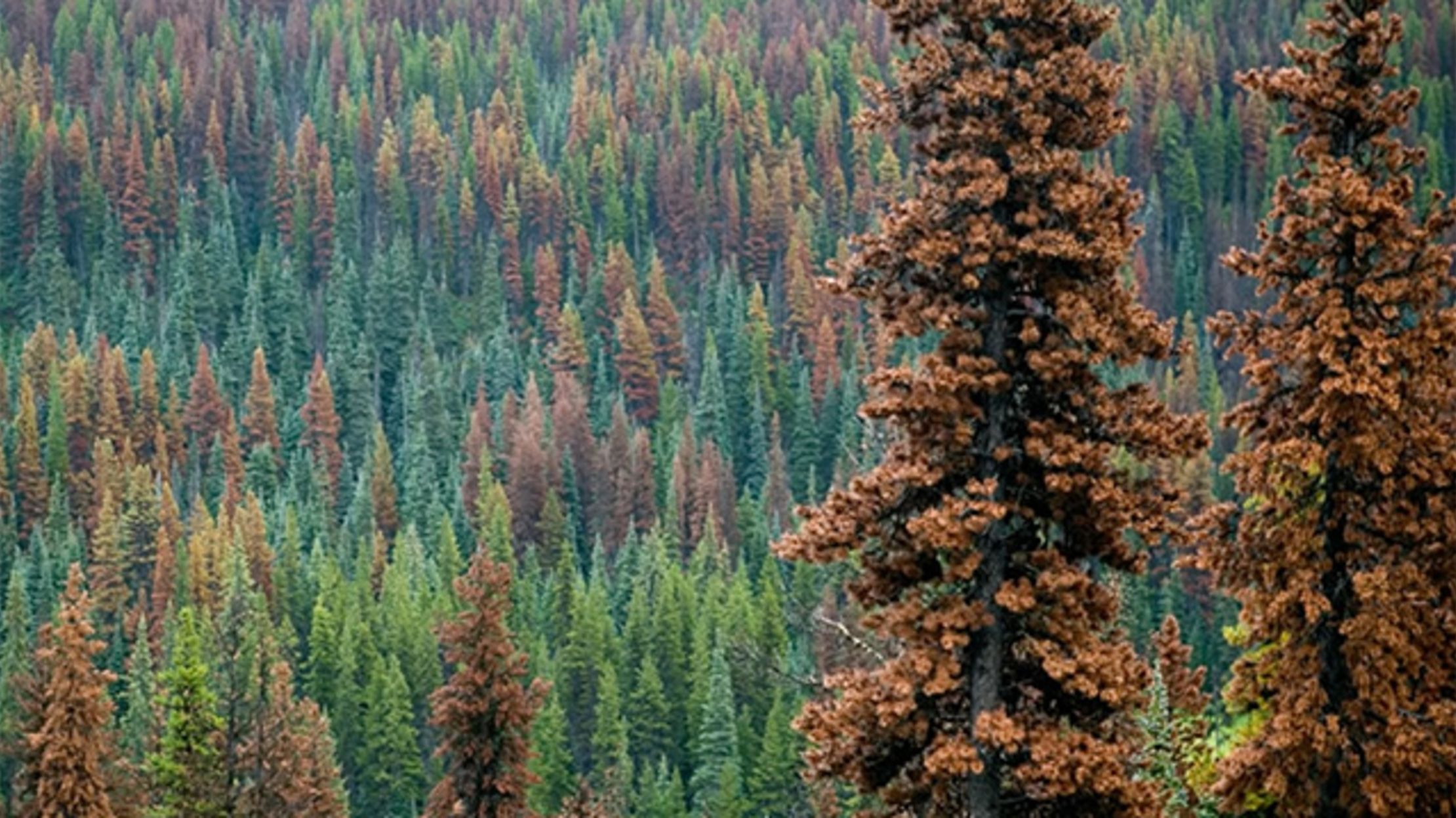 Trees Communicate Underground (Here's How) Mental Floss