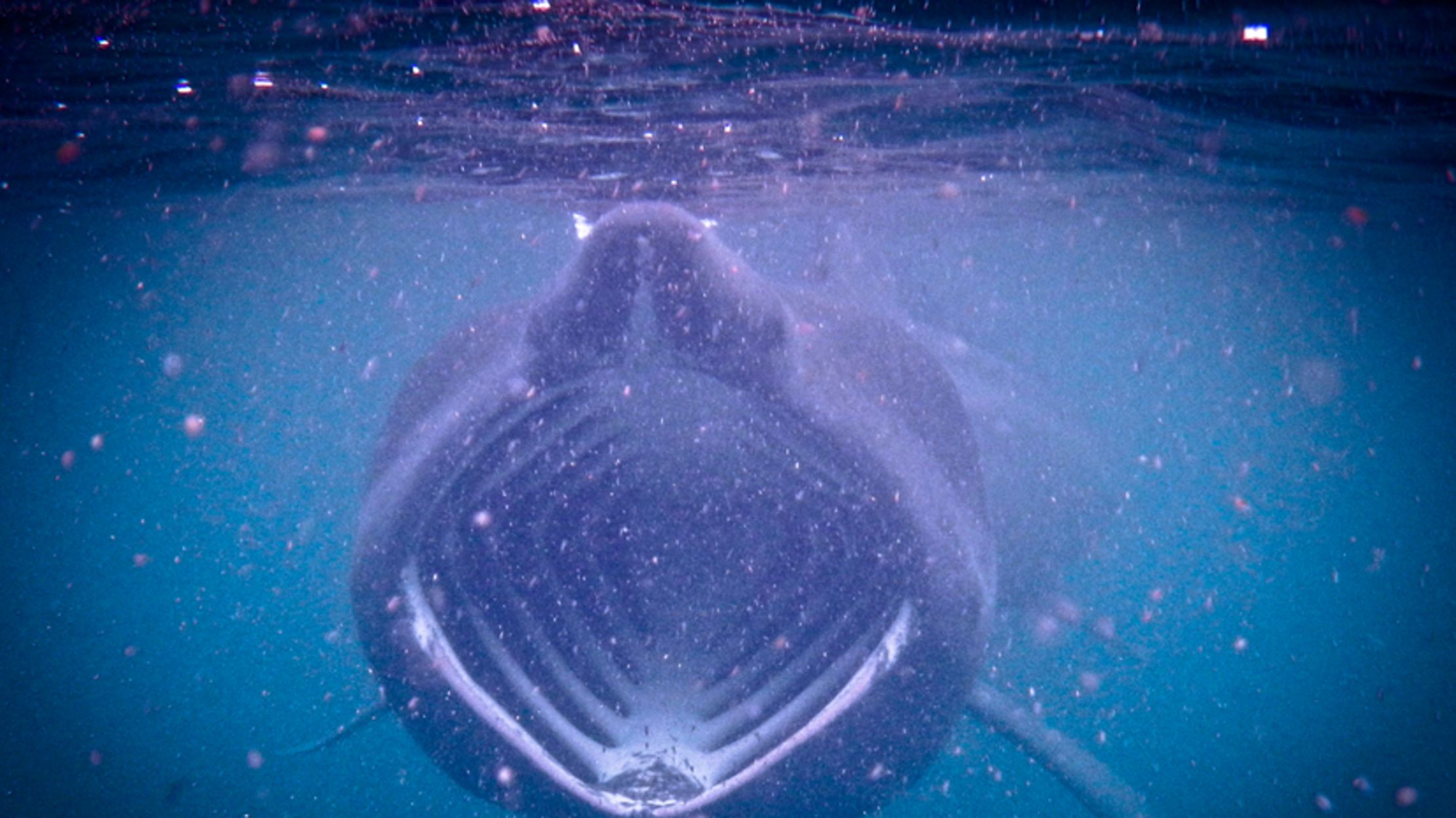 10 Big-Mouthed Facts About Basking Sharks | Mental Floss