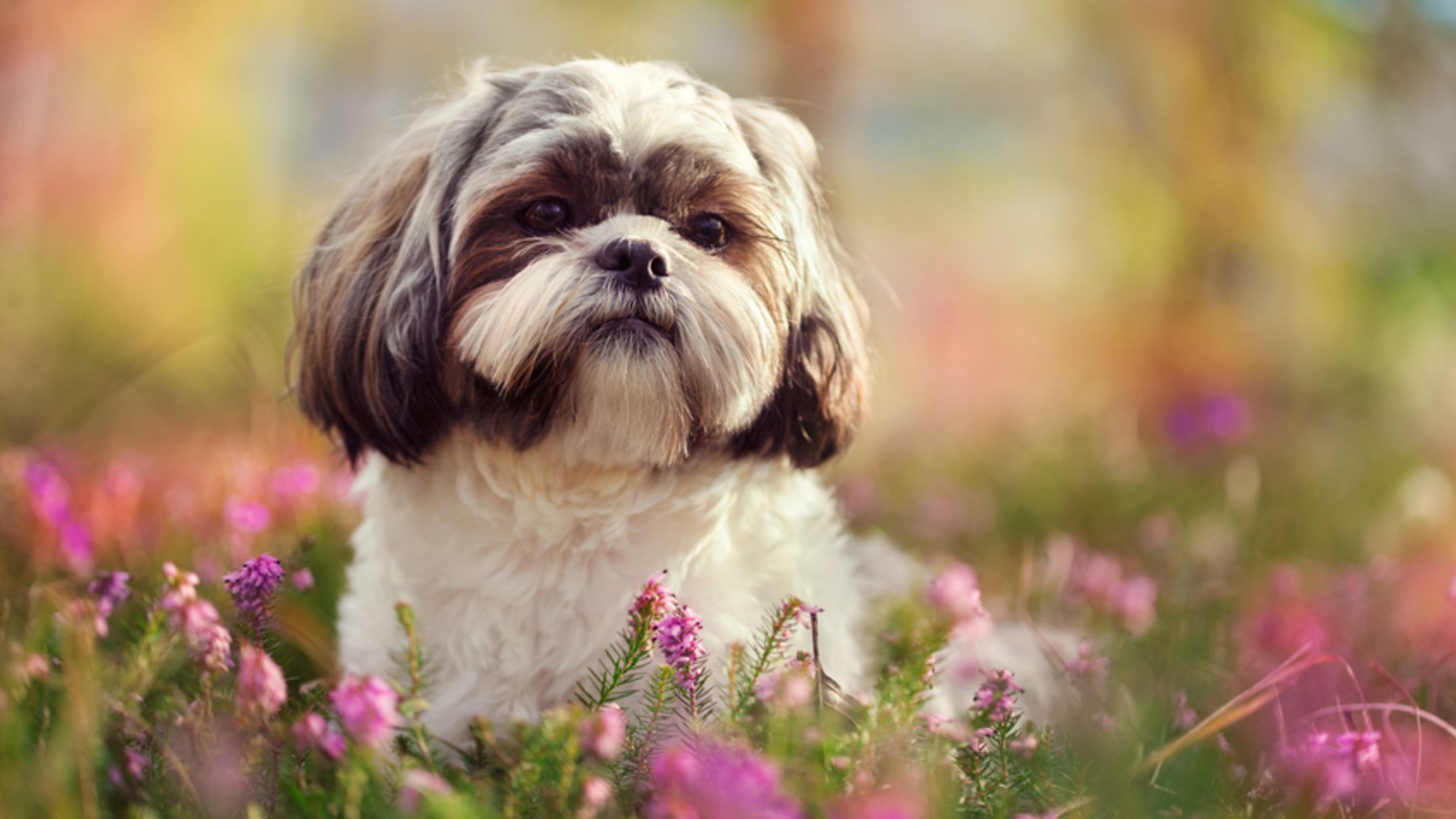 all about shih tzu puppies
