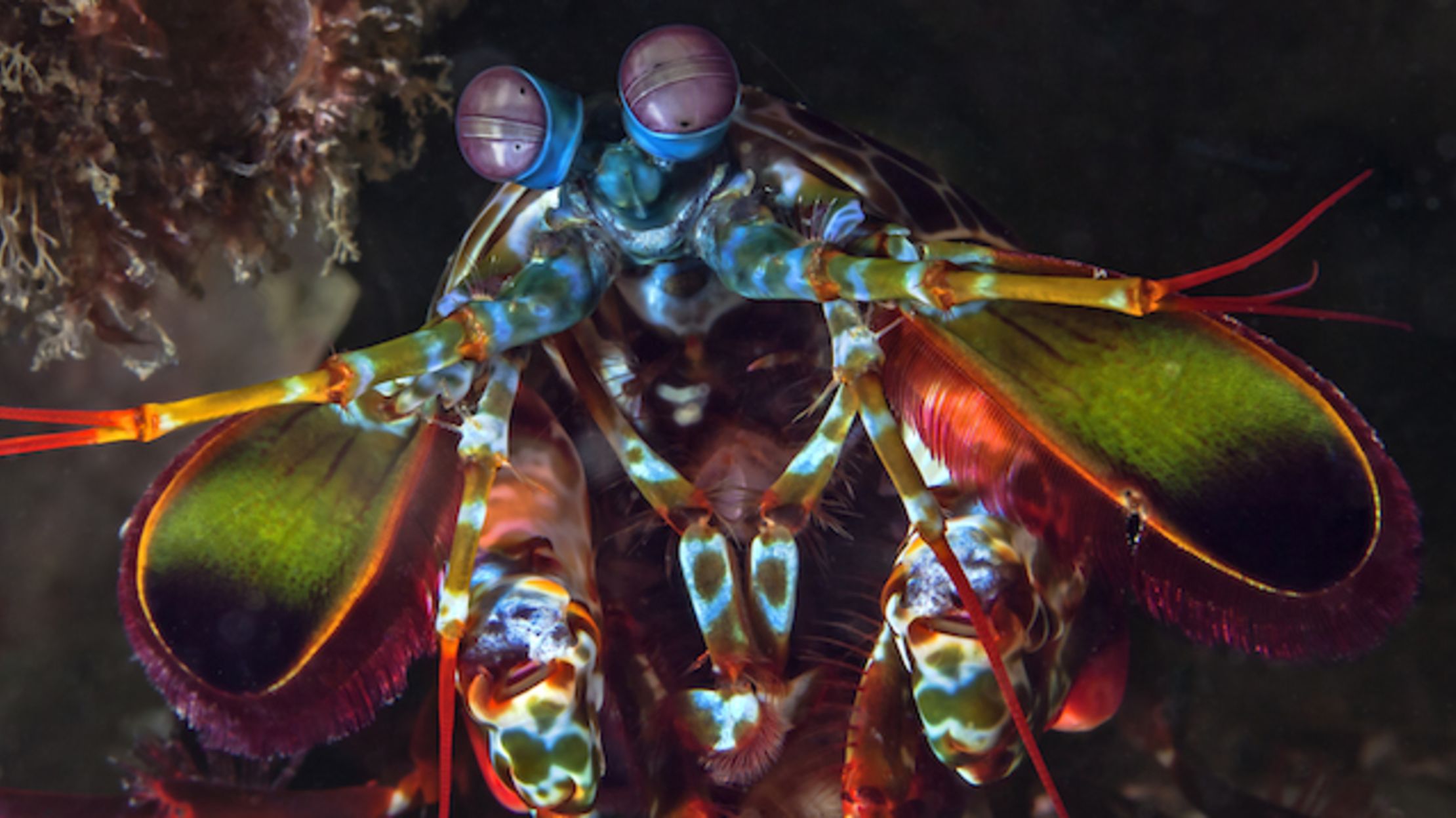 10 Eye Popping Facts About Mantis Shrimp Mental Floss