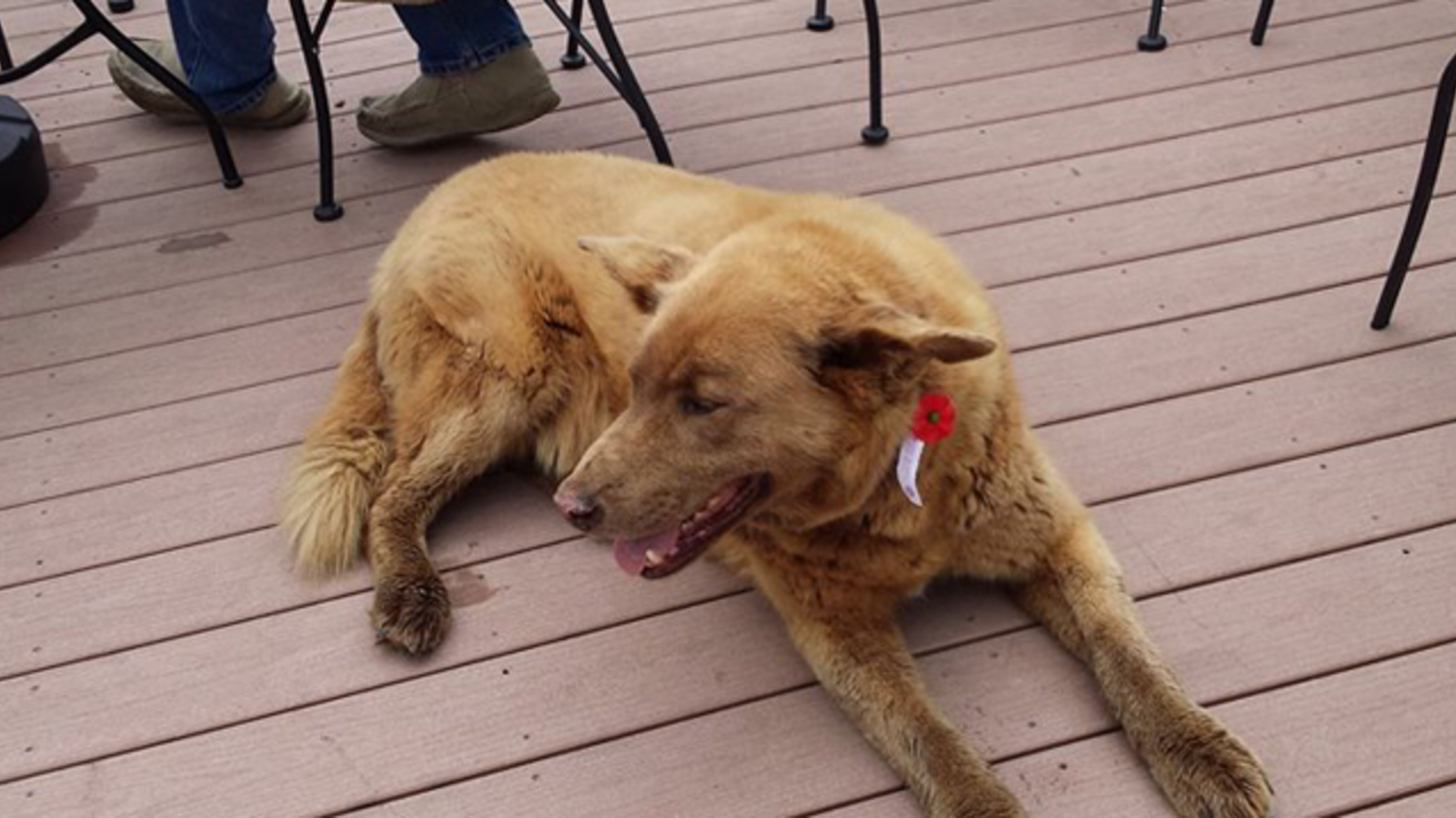 Minnesota Dog Walks Four Miles Every Day to See His Friends in Town