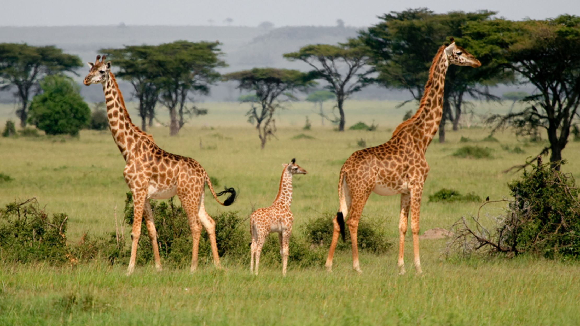 We Thought There Was One Giraffe Species But There Are Four Mental Floss See giraffe for details of how this proposed taxonomy fits. one giraffe species