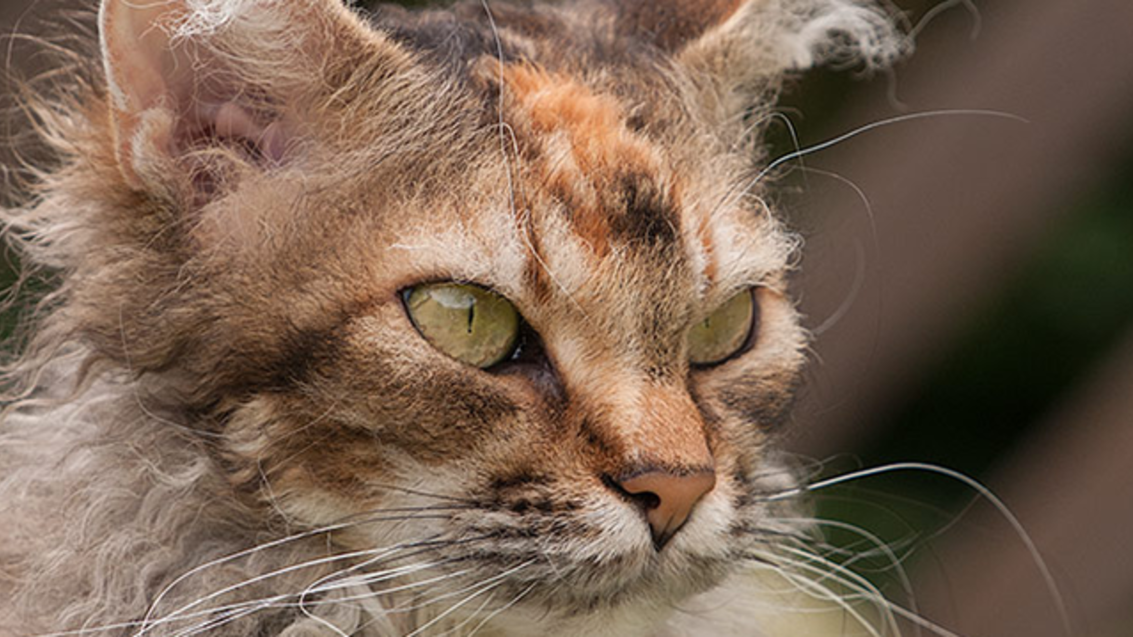 6 Curly Facts About LaPerm Cats | Mental Floss